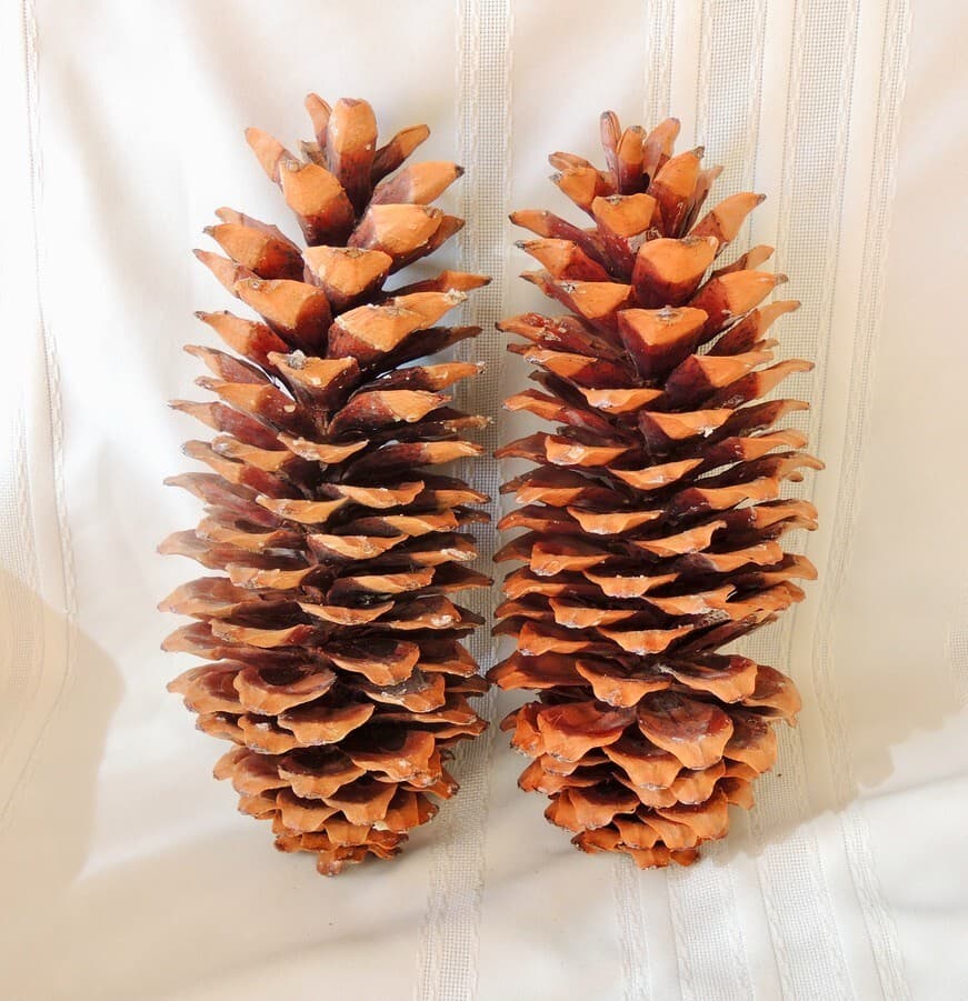 Lot of 2 Golden Giant Sugar Pine Cones 12"