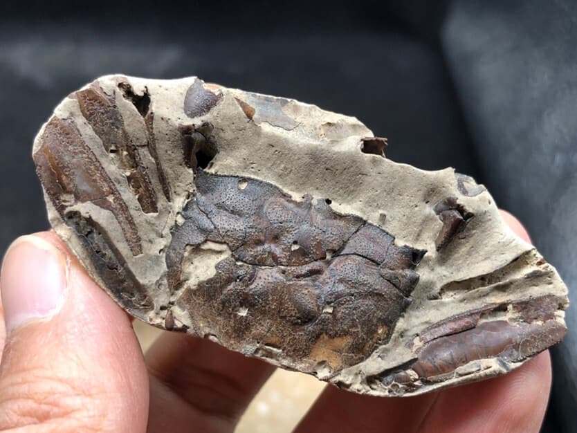 Jurassic Natural Crab animals Fossils Dinosaur Age 6