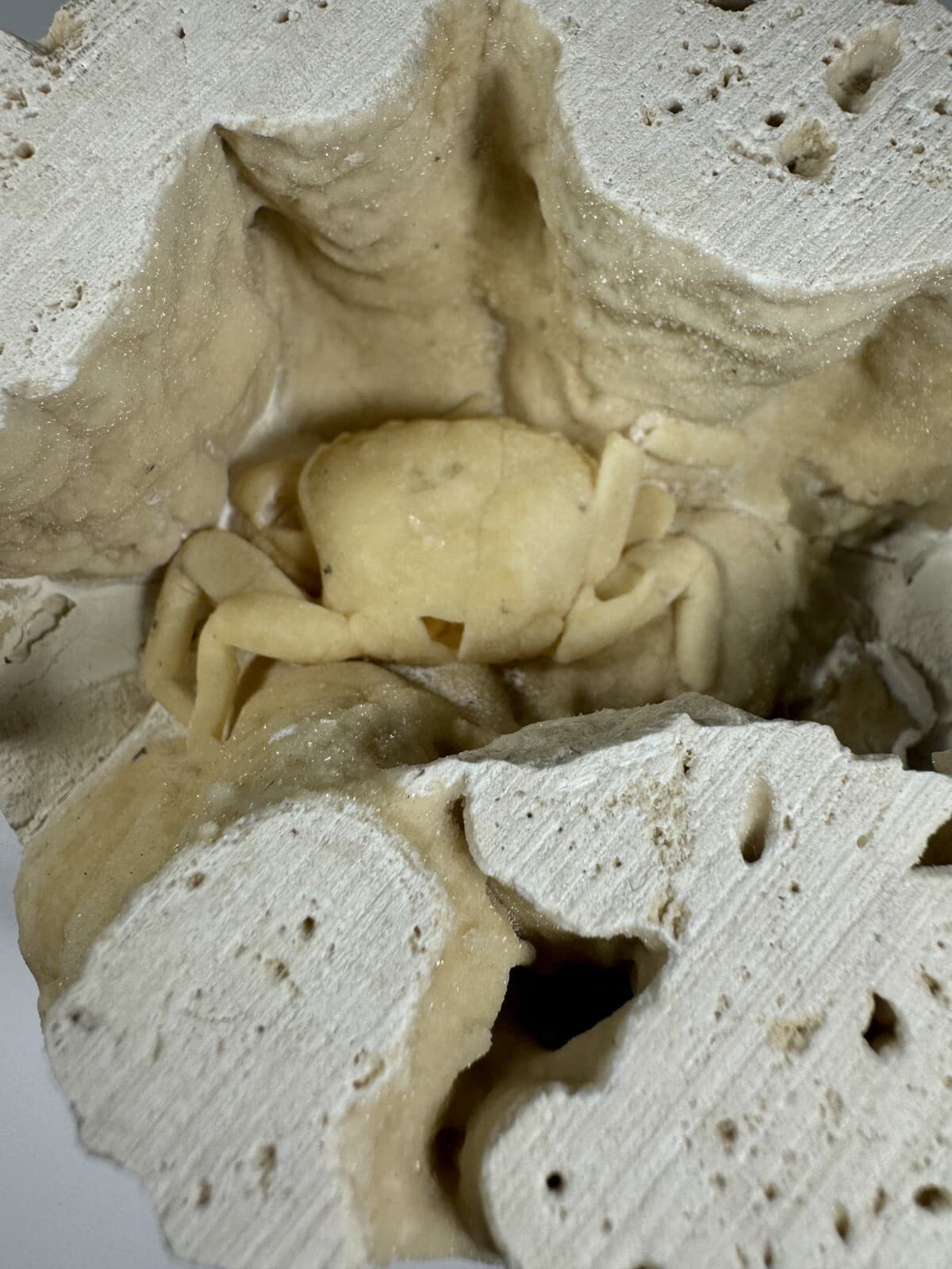 REPAIRED 1.75 Inch Travertine Crab Fossil Turkey, Fossil Travertine Crab Potamon 4