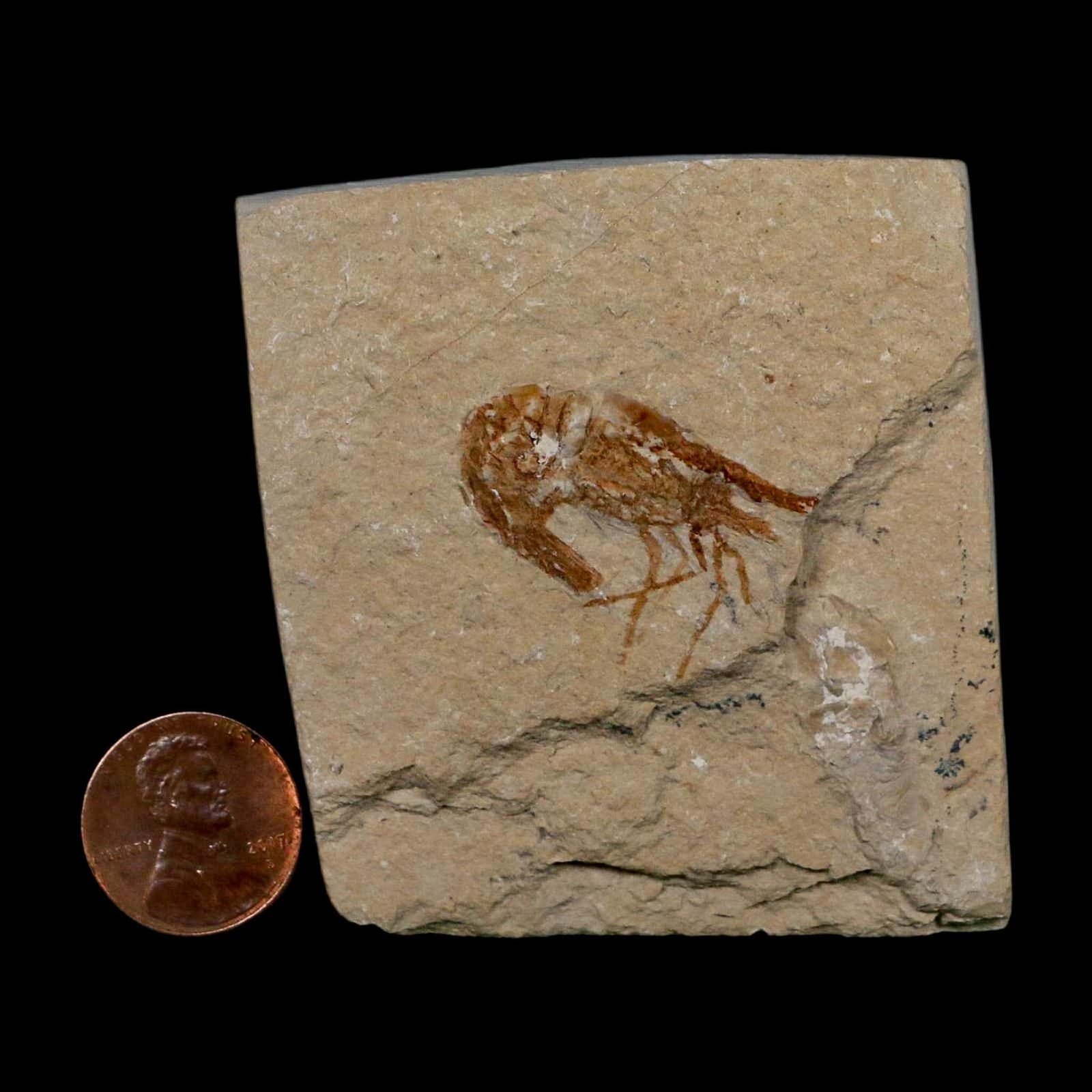 1.1" Fossil Shrimp Carpopenaeus Cretaceous Age 100 Mil Yrs Old Lebanon COA 3