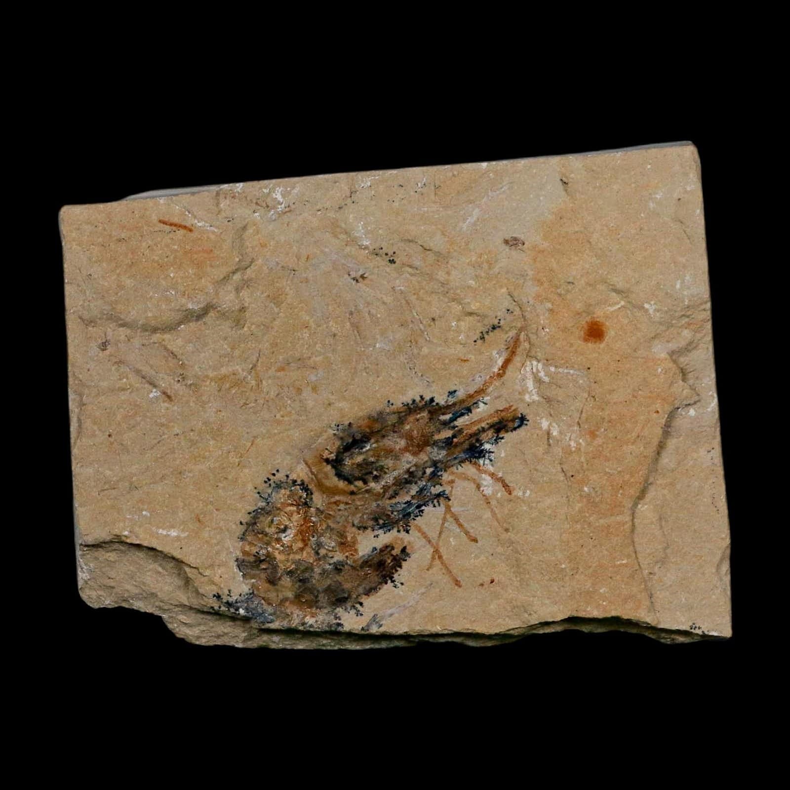 1.8" Fossil Shrimp Carpopenaeus Cretaceous Age 100 Mil Yrs Old Lebanon COA 2