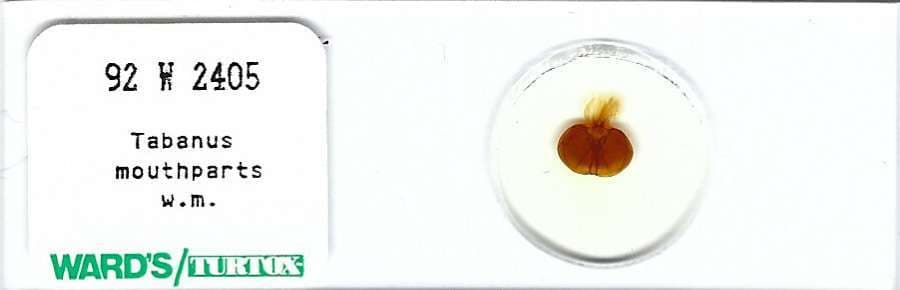 Tabanus sp. Mouthparts w.m. Microscope Slide