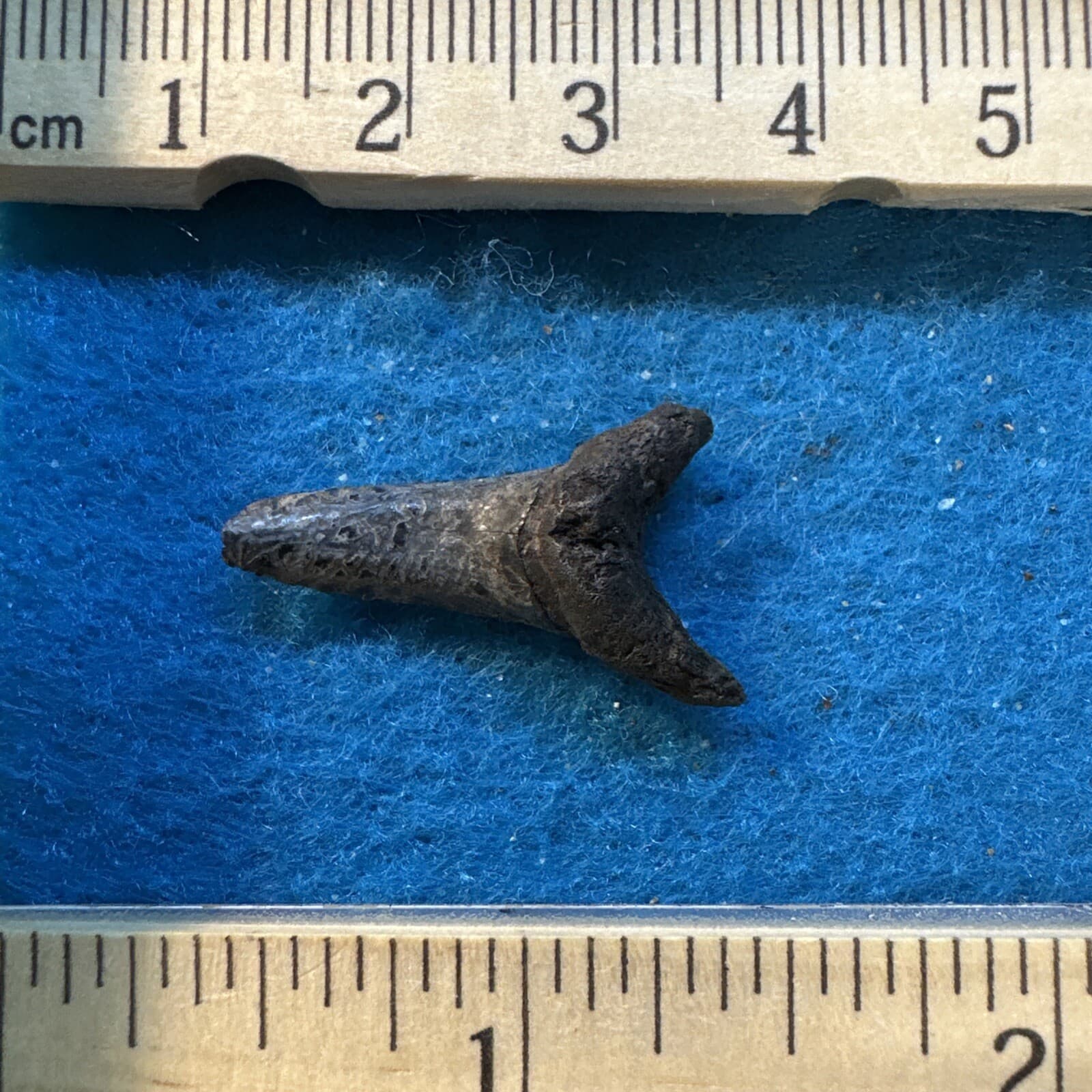 Mackerel Shark Tooth Fossil in a great Display Case 4