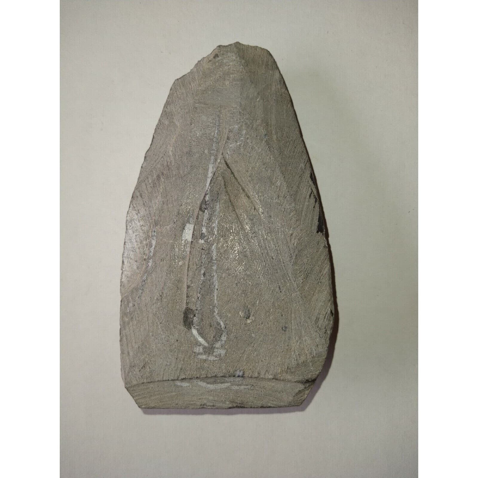 EXTINCTION- Cupressocrinus CRINOID FOSSIL  - TOP QUALITY! 2