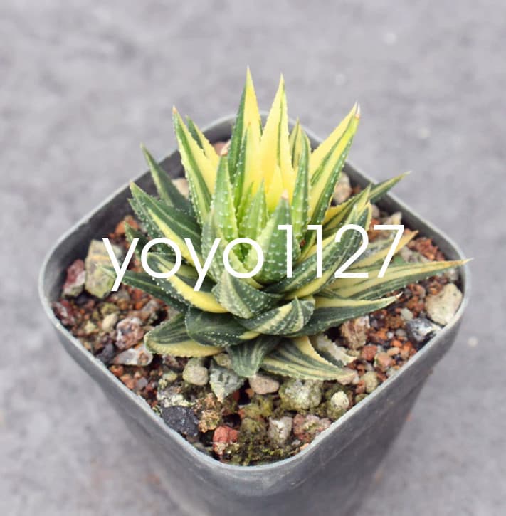 Succulent plant Haworthia coarctata Haw. \'Variegata\' Home Multiple heads Plant 6