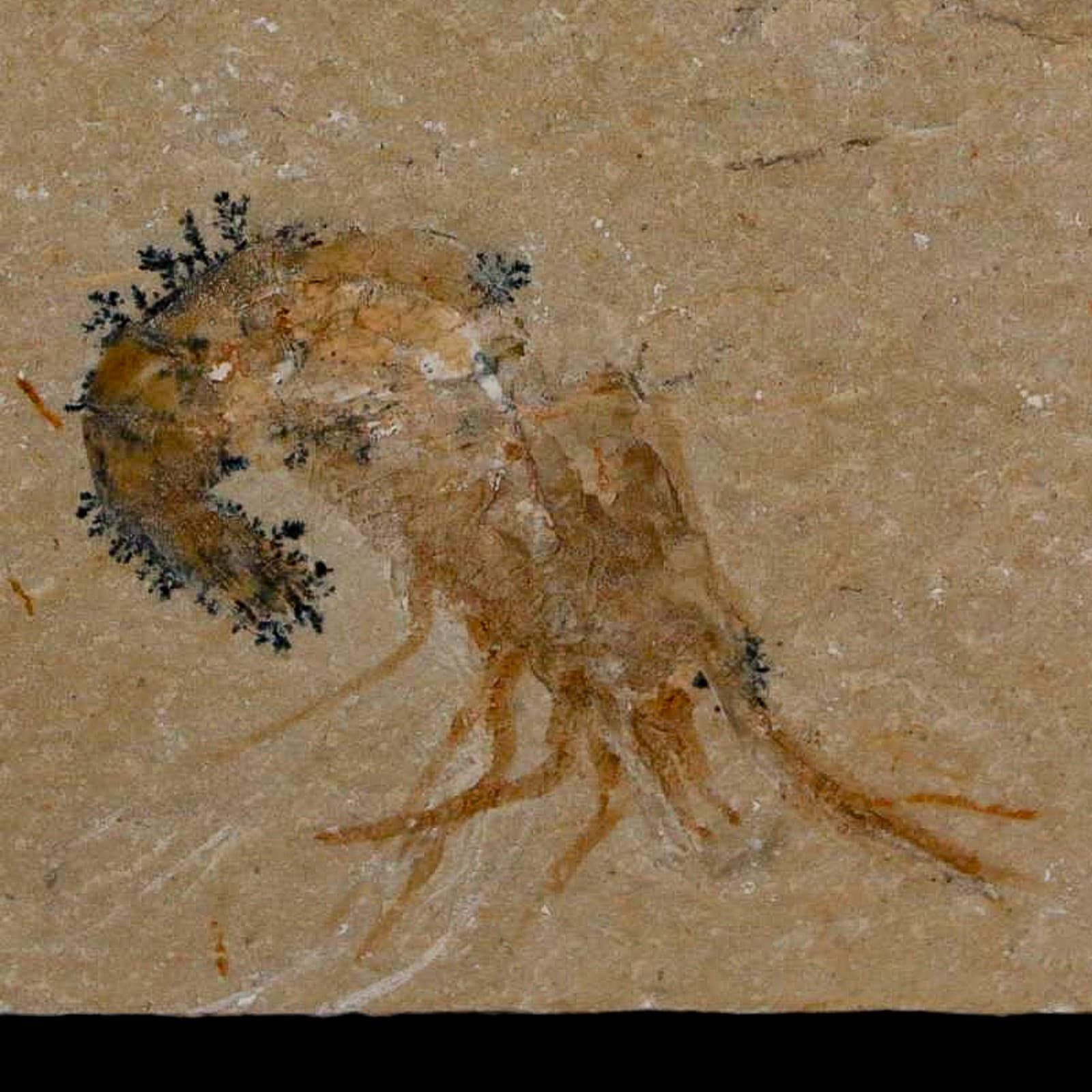 1.6" Fossil Shrimp Carpopenaeus Cretaceous Age 100 Mil Yrs Old Lebanon COA