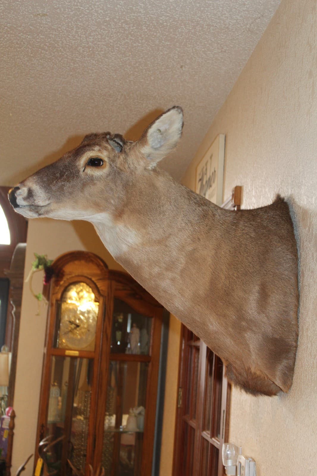 Whitetail Deer Head Shoulder Mount Taxidermy Mount Antler Hunt Rack Mule Hide 5