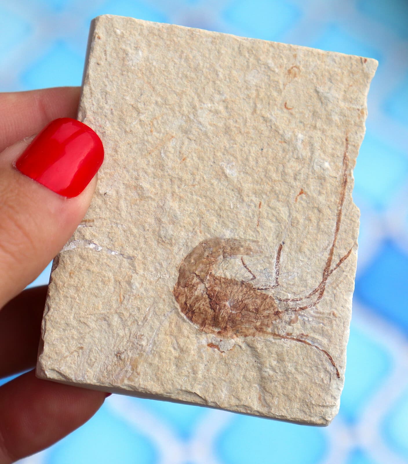 Fossil Shrimp Solnhofen Germany   Jurassic   Well Preserved History   6.8 Cm's 6