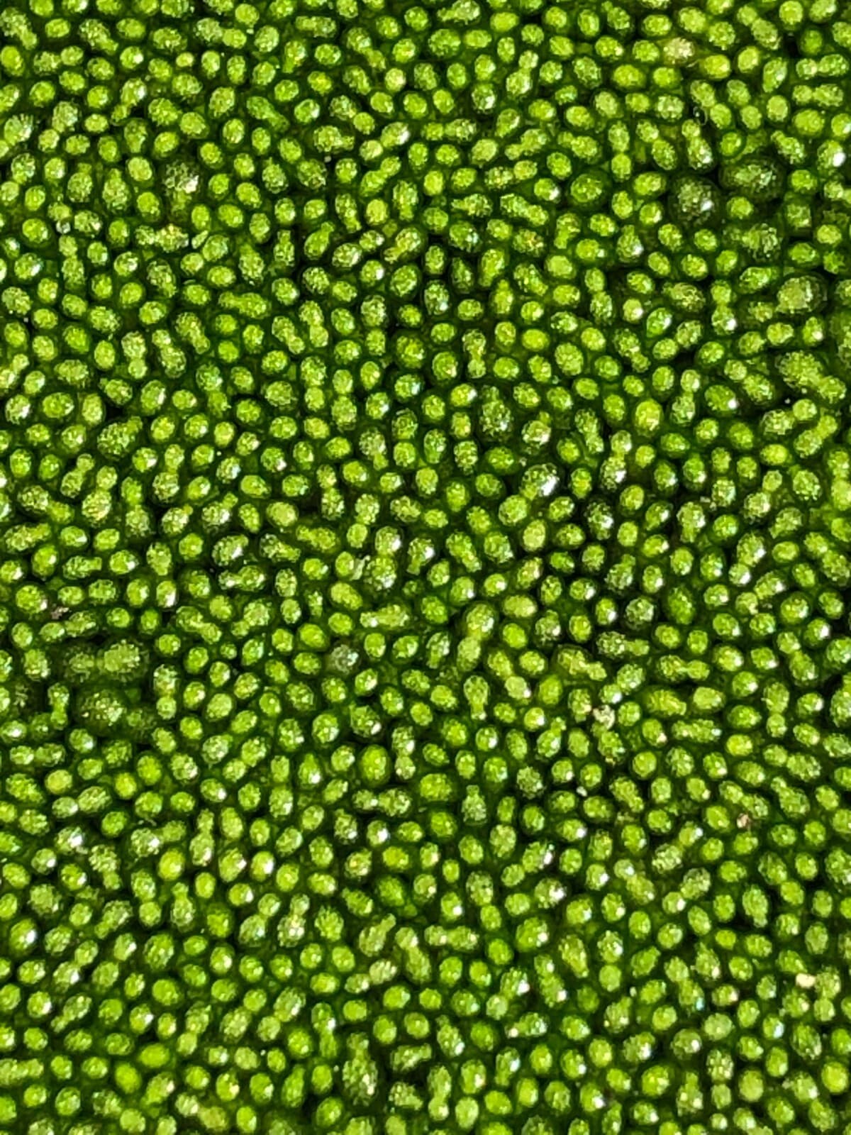 Wolffia sp. smallest flowering plant on earth, Floating, sustainable production 2