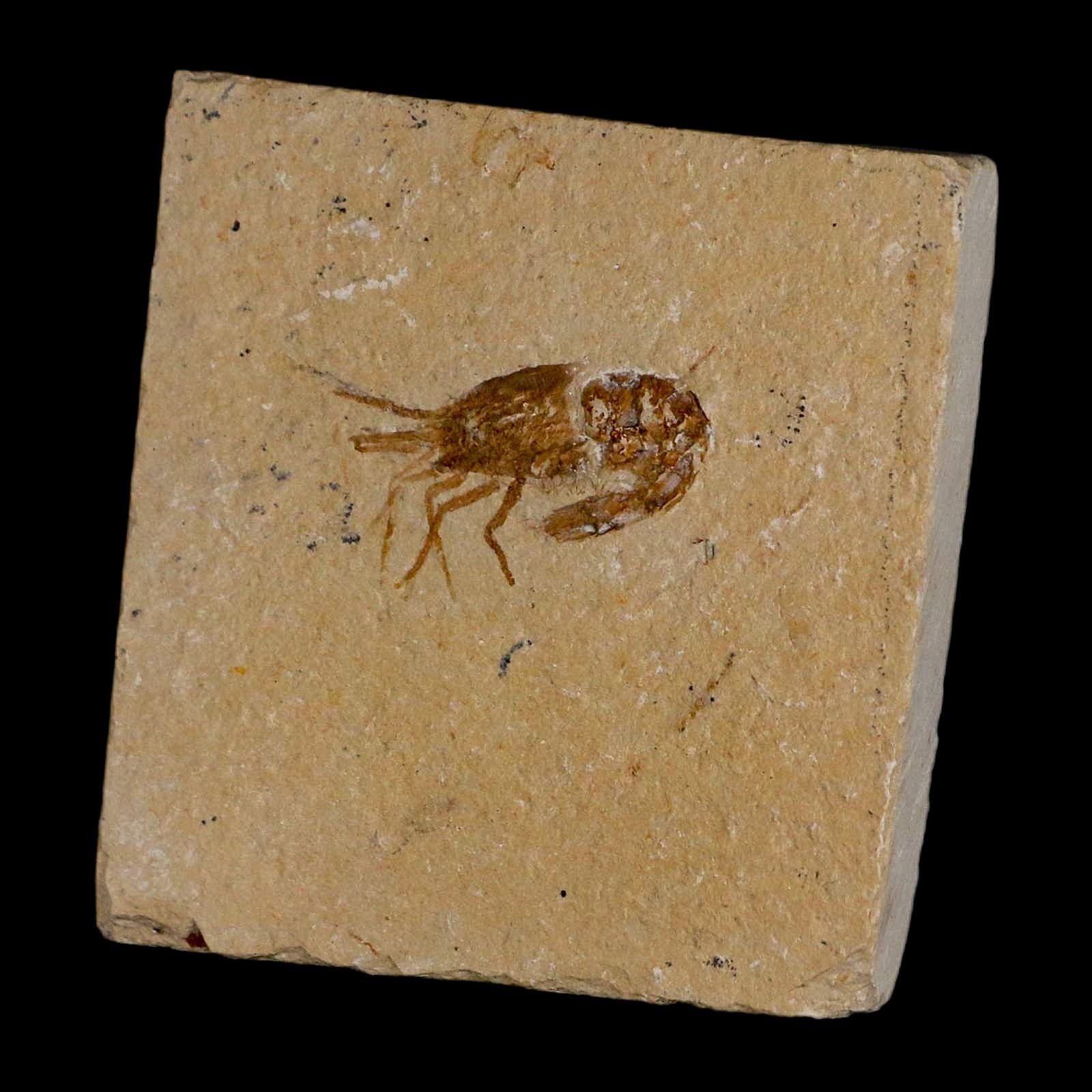 1.4" Fossil Shrimp Carpopenaeus Cretaceous Age 100 Mil Yrs Old Lebanon COA 5