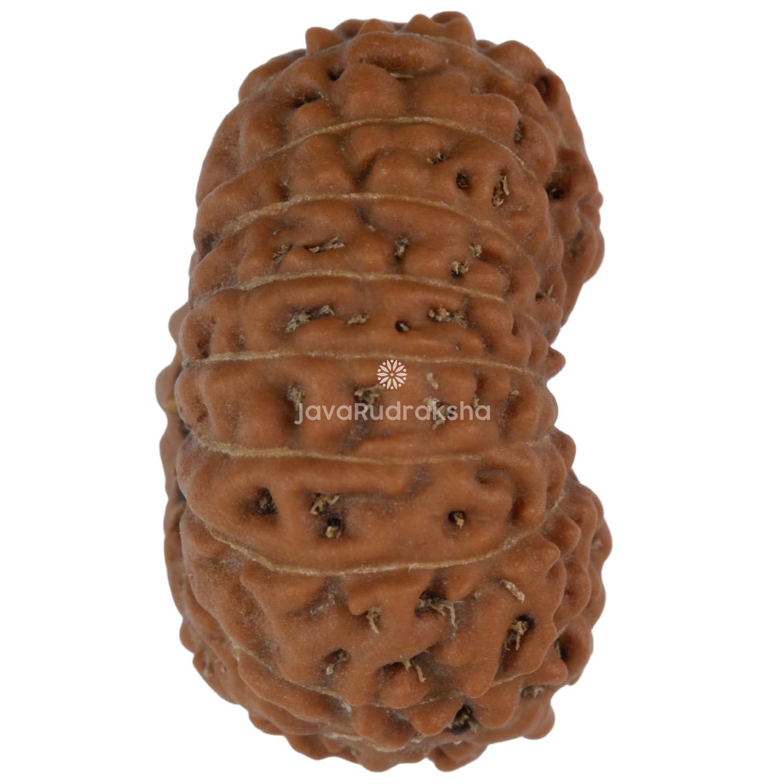 17 Mukhi Rudraksha 19.73 mm Java Bead | Grade A Large | Genuine Natural Bead 3