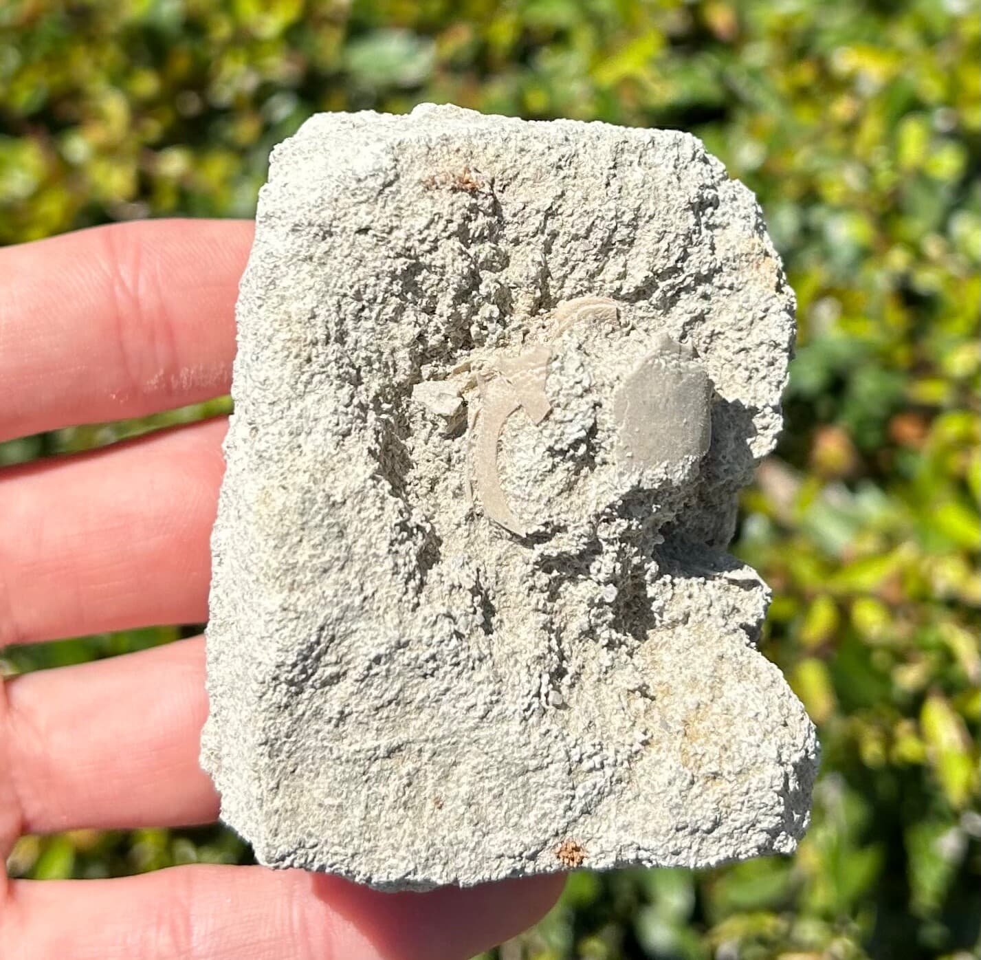 Unprepped Florida Fossil Crab in Matrix Ranilia muriceta Pliocene Crustacean 4