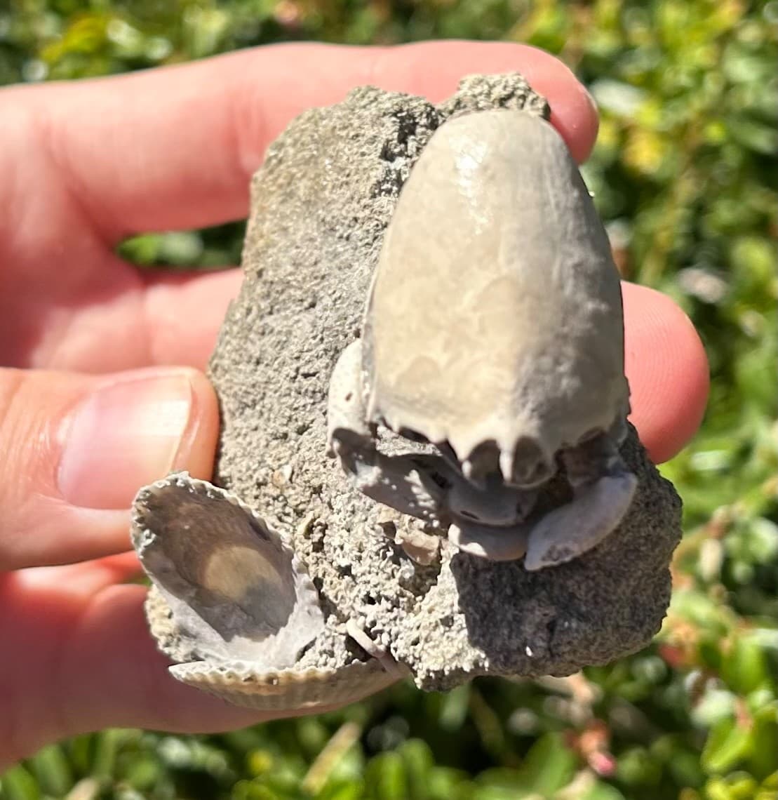 Florida Fossil Crab in Matrix Ranilia muriceta Pliocene Age Crustacean Rare 3