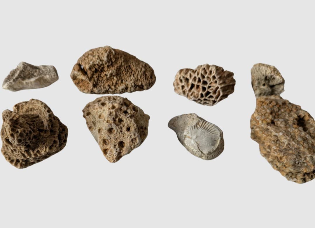 Ancient Marine Fossils 1/2 Lb High Quality Specimens!!  Random Assortment  3