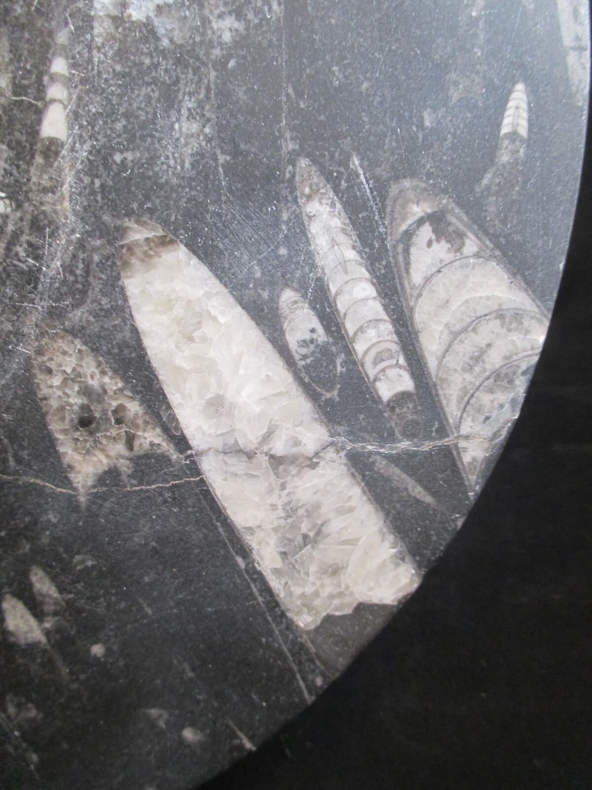 Hand Carved 11 " Fossil Plate w Orthoceras  Fossil 400 Mil Yrs. 2 Lb 9 Oz 6