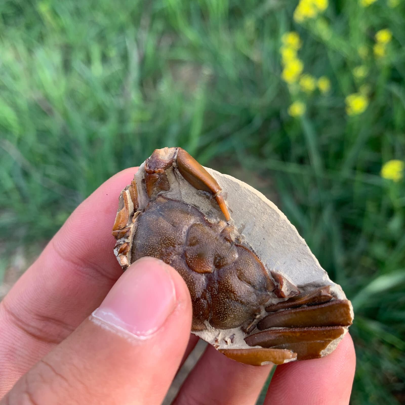 Jurassic Crab Fossils Dinosaur Age 4