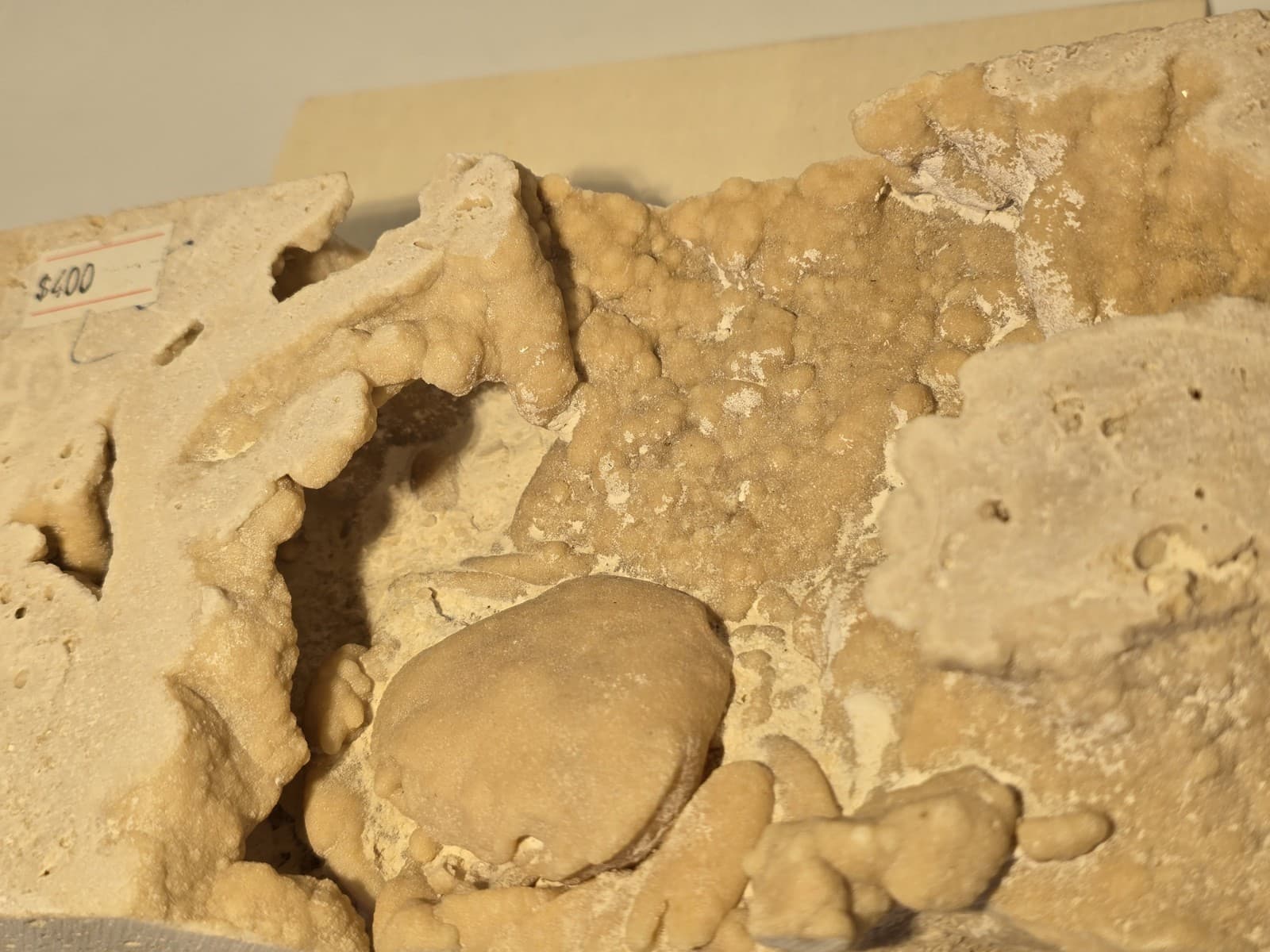 Travertine crab fossil 5