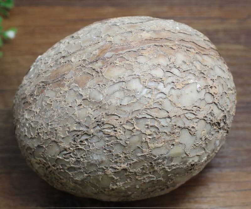 Segnosaur Dinosaur Egg Fossilized Crystallized Fossil Jurassic Cretaceous World 3