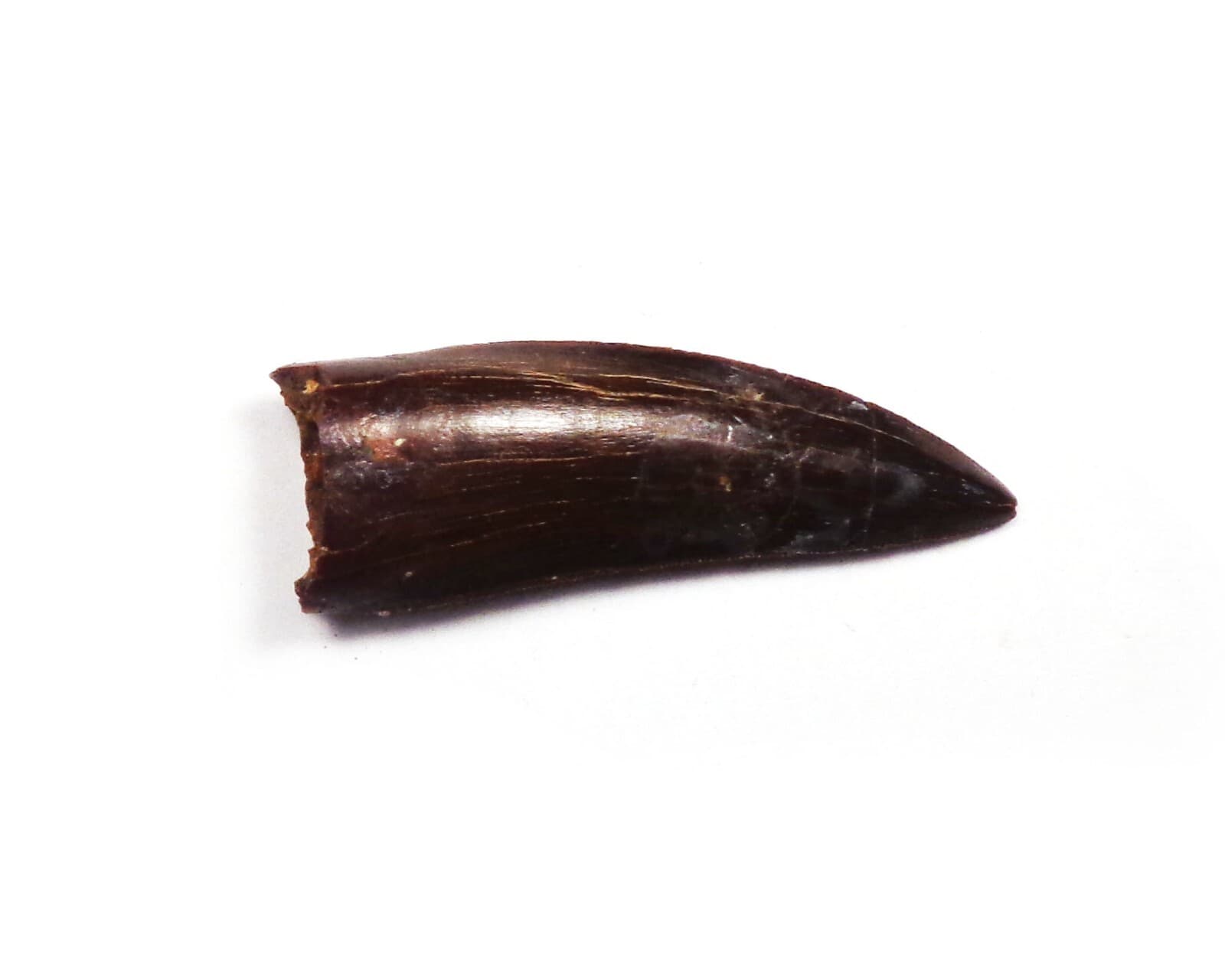 NEW! Excellent dino tooth, Late Cretaceous, Turonian, 90 ma, Uzbekistan #19 2