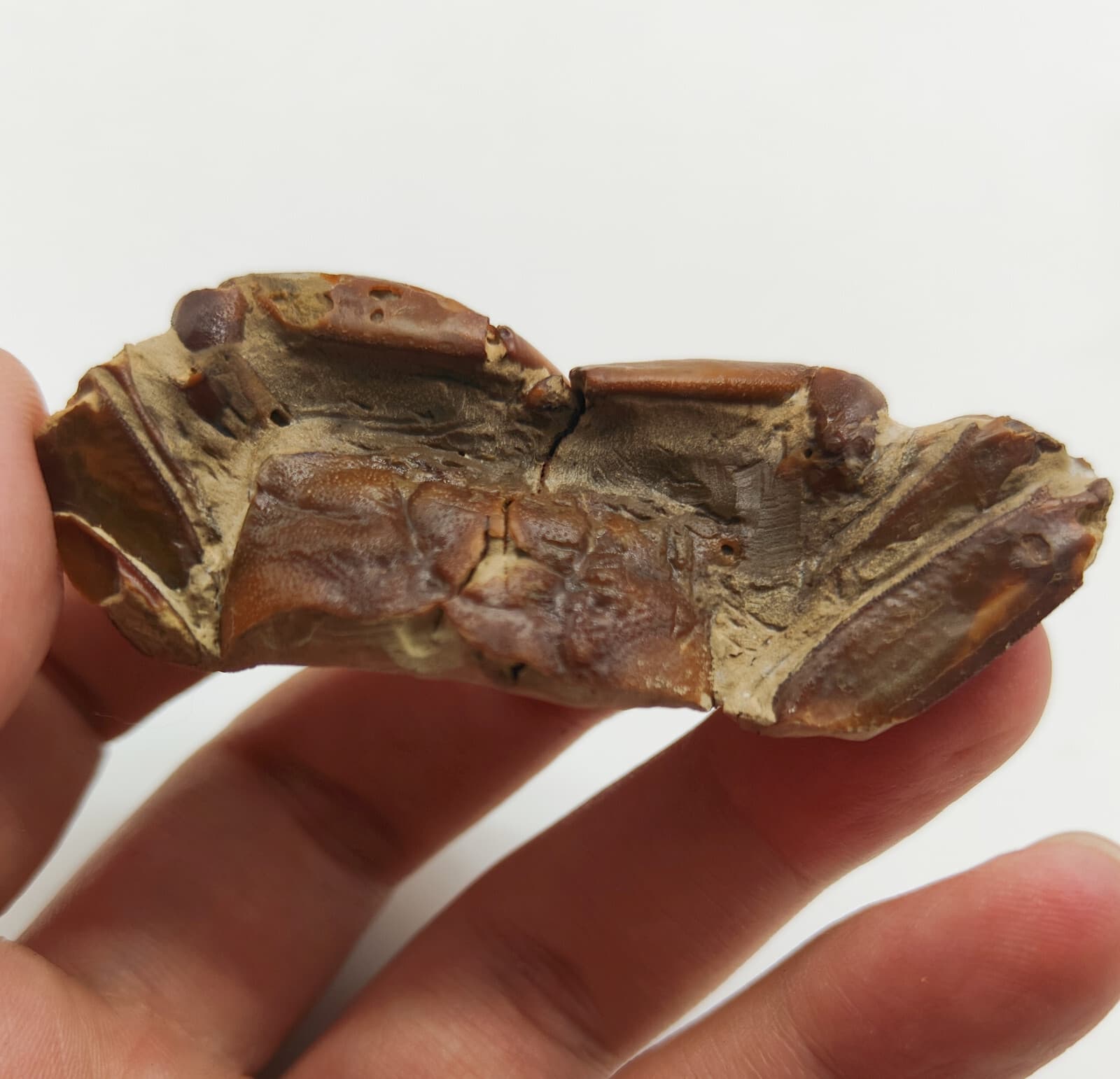 Jurassic Natural Crab animals Fossils Dinosaur Age 2