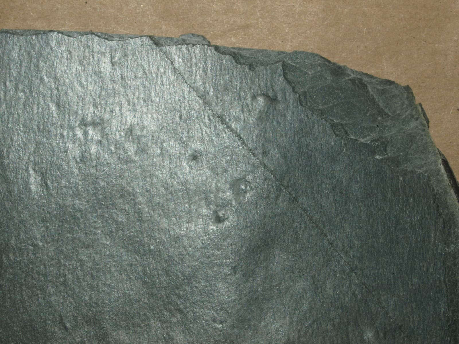 Ediacarian age fossils, Arctic Norway -SLAB with Aspidella and Medusinites 5