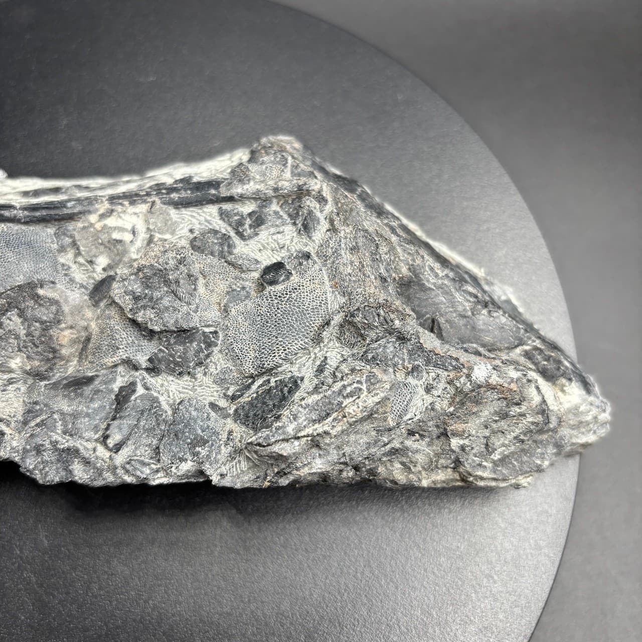 Rhinopteraspis dunensis fossil fish - Devonian Germany - 23 cm 3