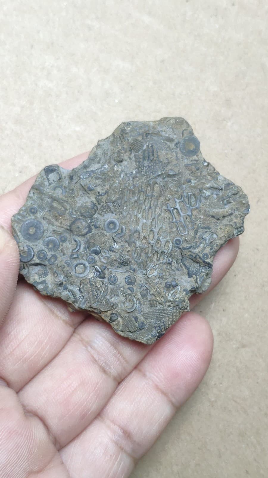 28g bryozoan Marine organisms Crinoid stem specimen from Cambrian Period 5