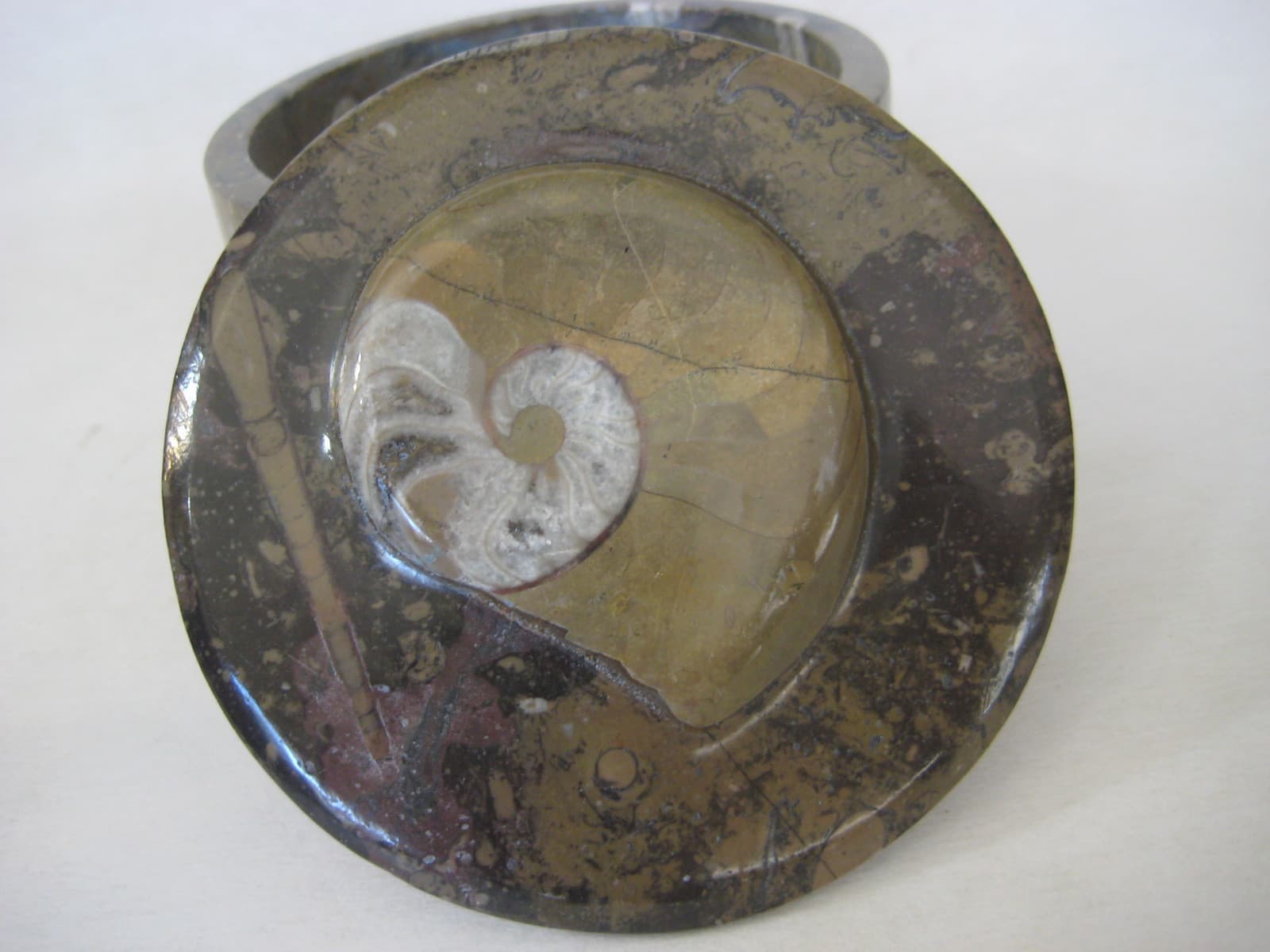 Vintage Round Shaped Geisonoceras Fossil Trinket Box, 3" High X 4 1/2" Diameter 3