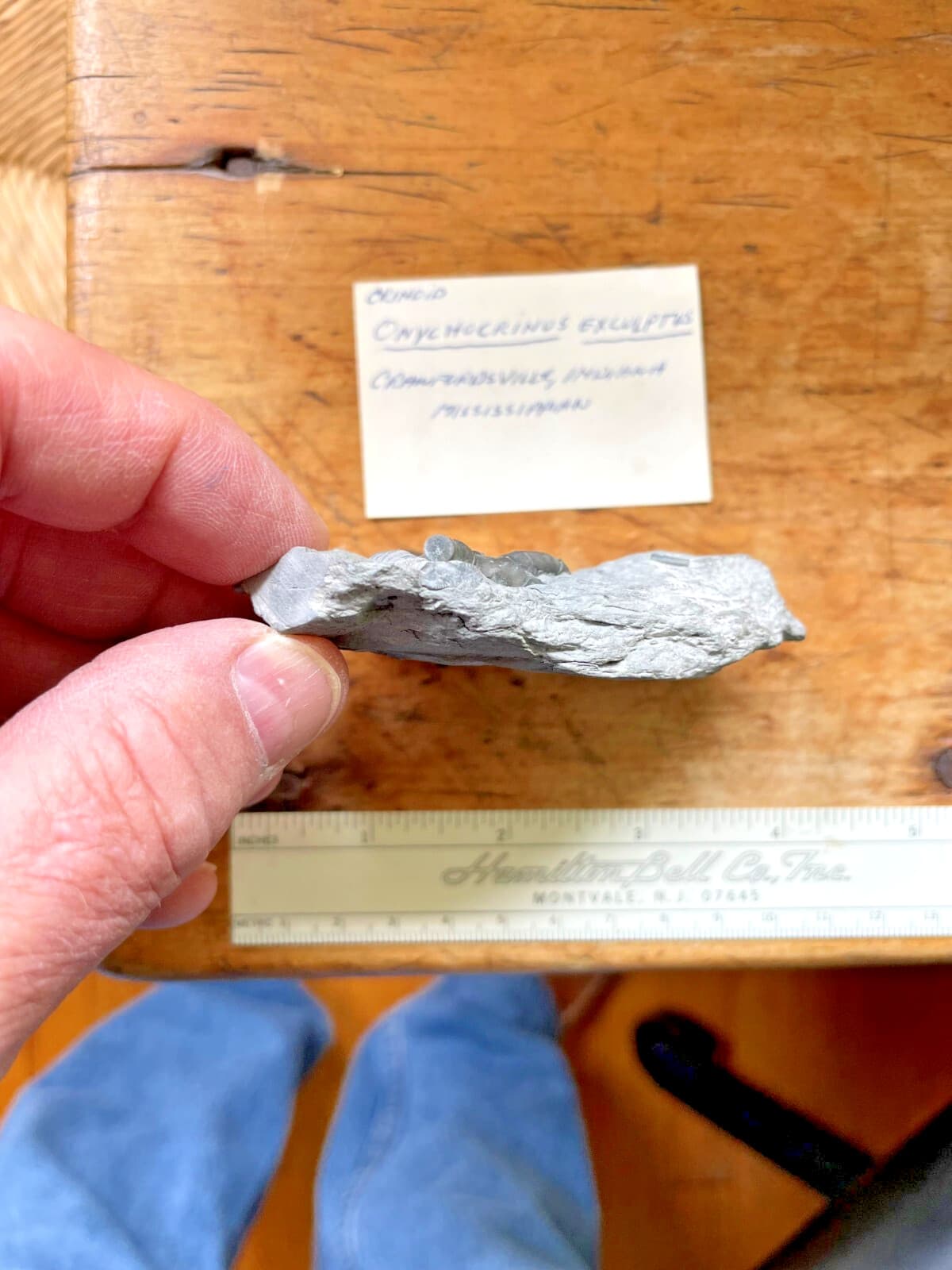 Crinoid Calyx, Crawfordsville IND, Onychocrinus exculptus 3