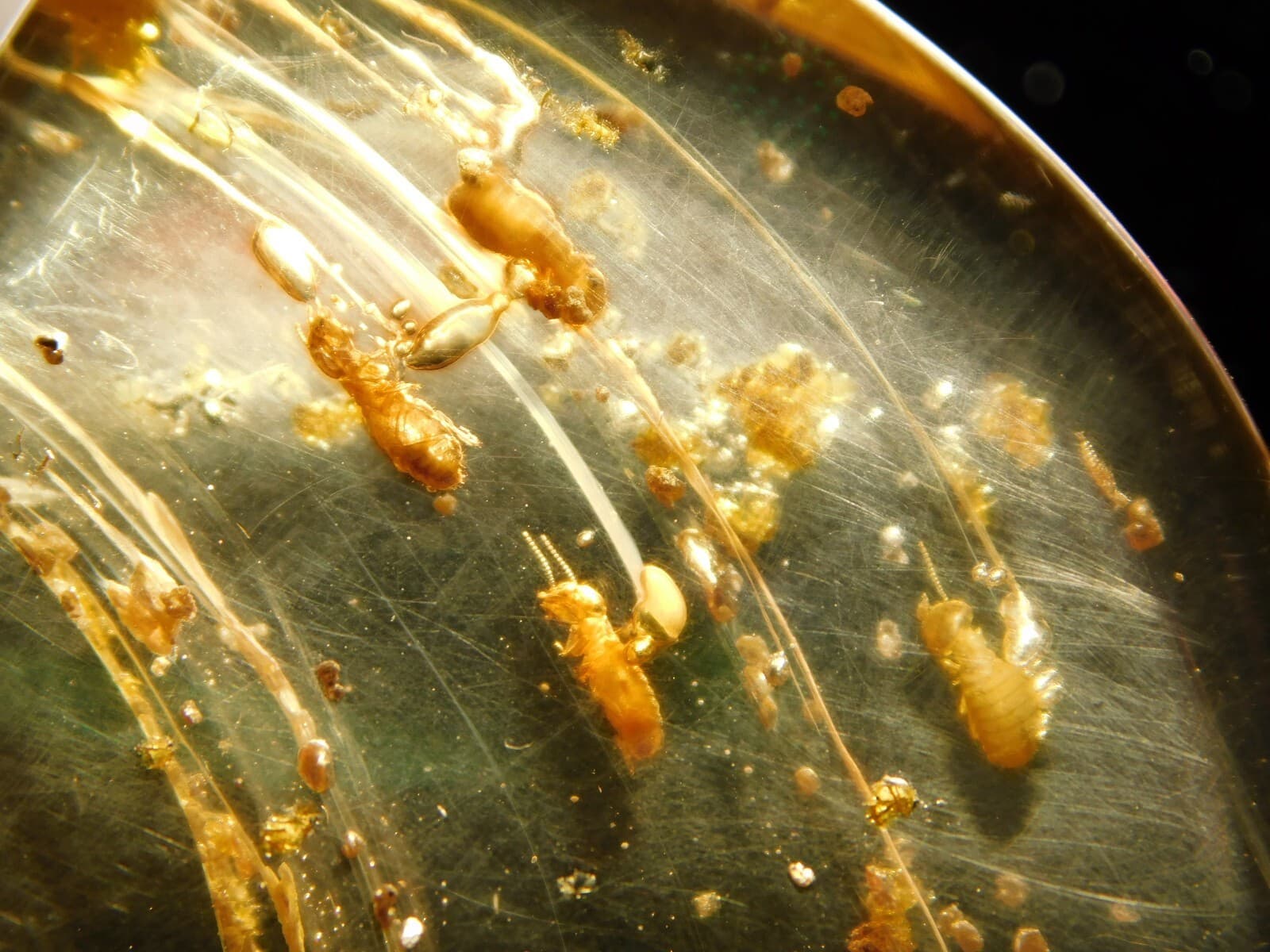 Polished Fossil AMBER With FOUR! Little TERMITE Fossils From Colombia 18.6gr 2