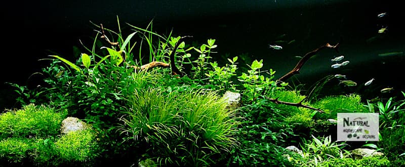 Aquarium Manzanita Driftwood - 5 Random Pieces 9" - 13" Fish, Bird, Reptile 5