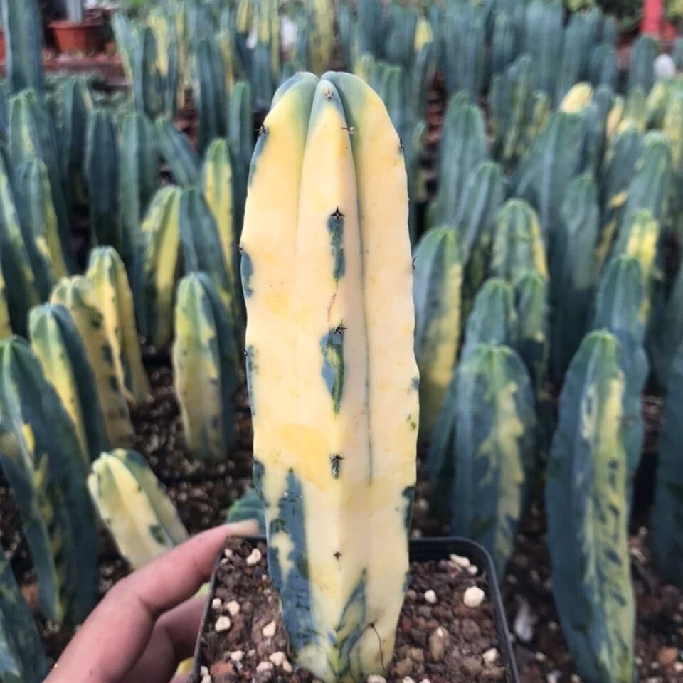 10-12cm Myrtillocactus geometrizans Variegated Succulent cactus plants 3