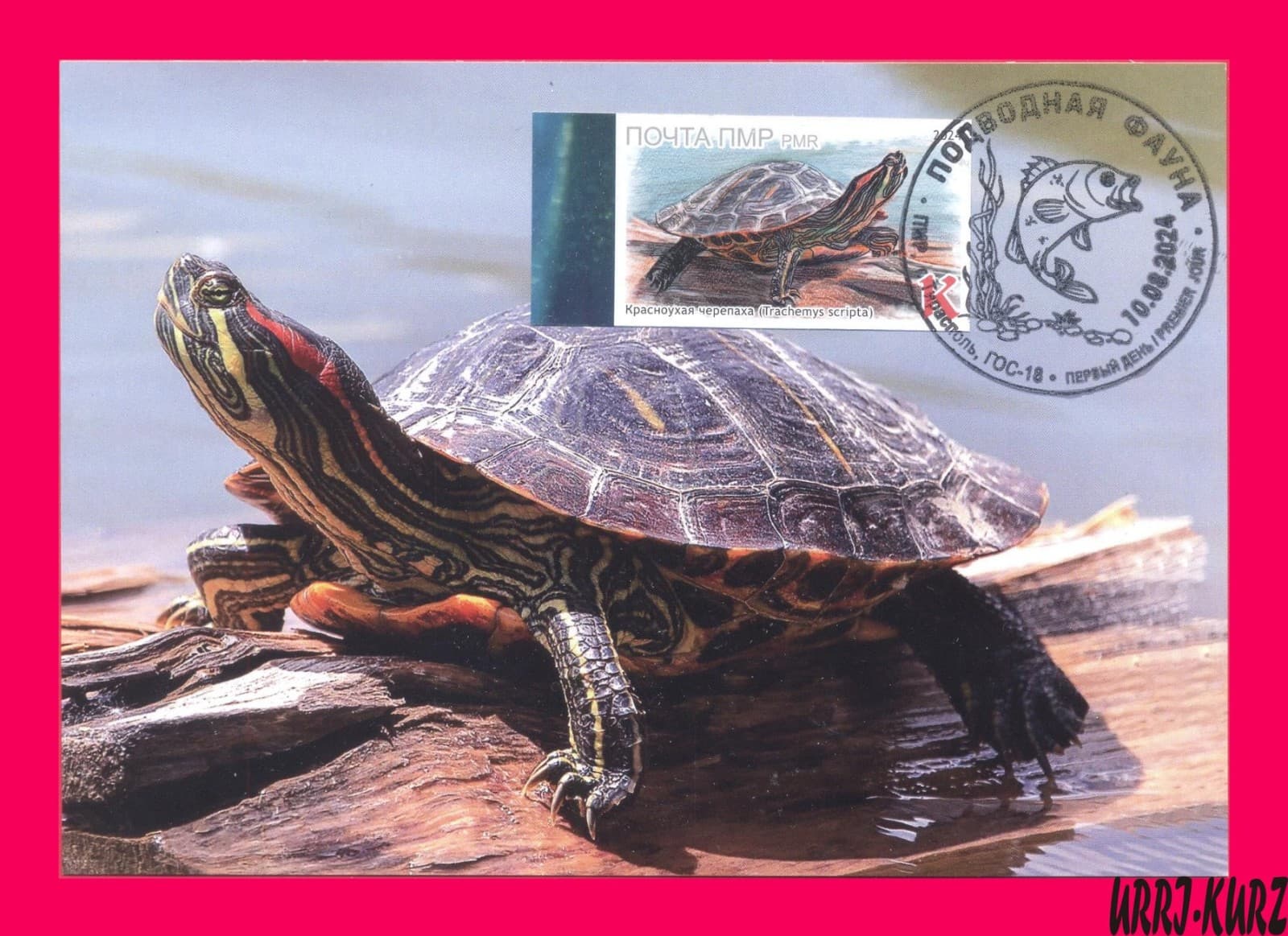 TRANSNISTRIA 2024 Europa Nature Fauna Water Animal Amphibian Turtle Maxi Card im
