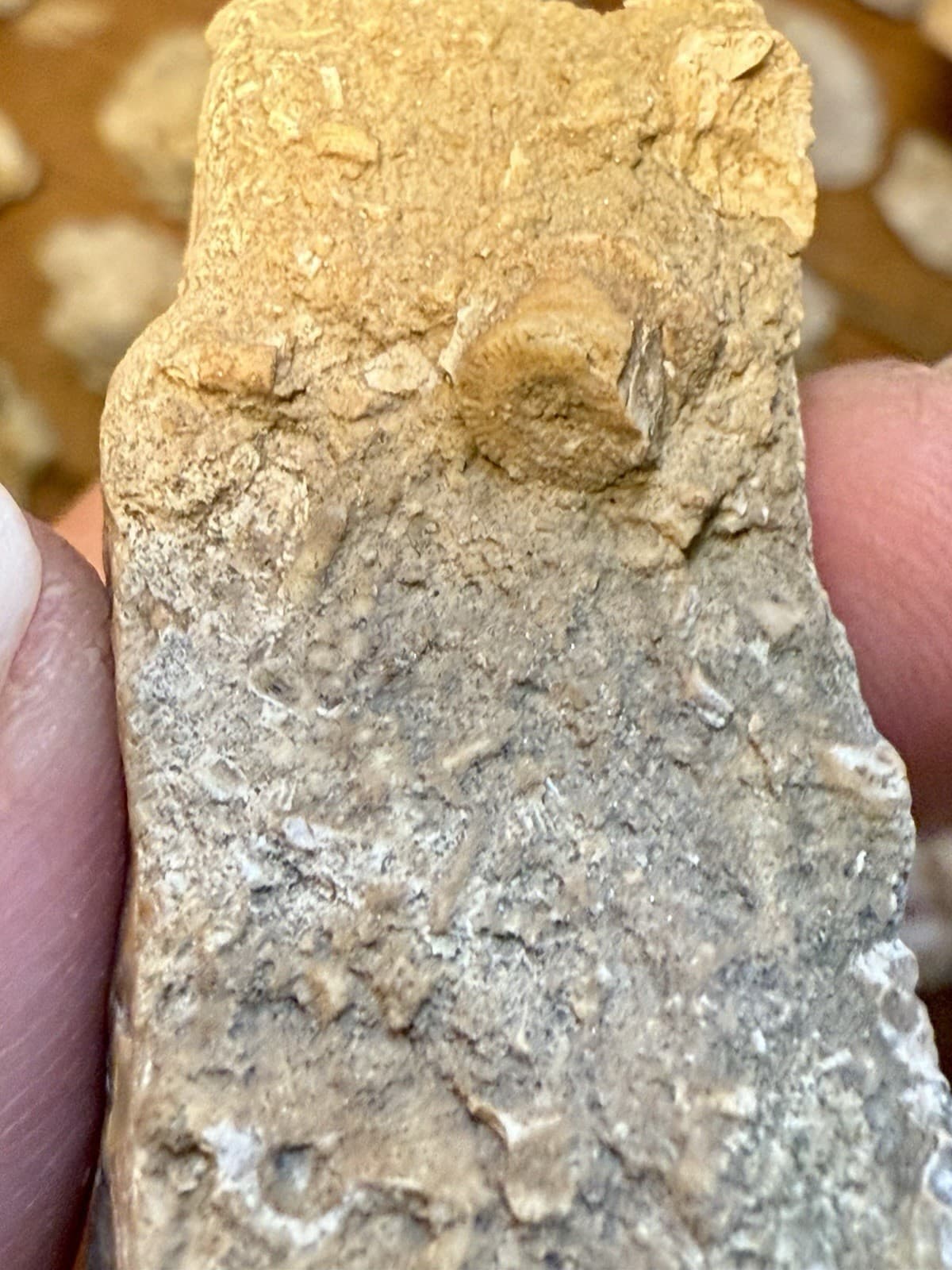 Perfectly Preserved Agatized Crinoid Fossils In Epidosite 🤩 6
