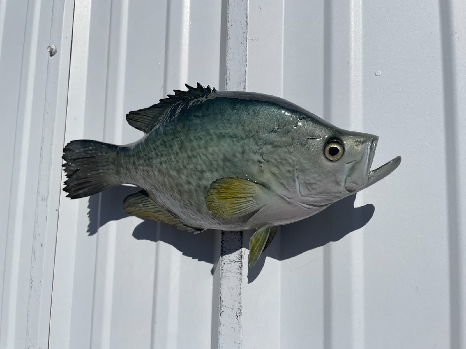 15" Crappie Two Sided Fish Mount Replica - Quick Production 2