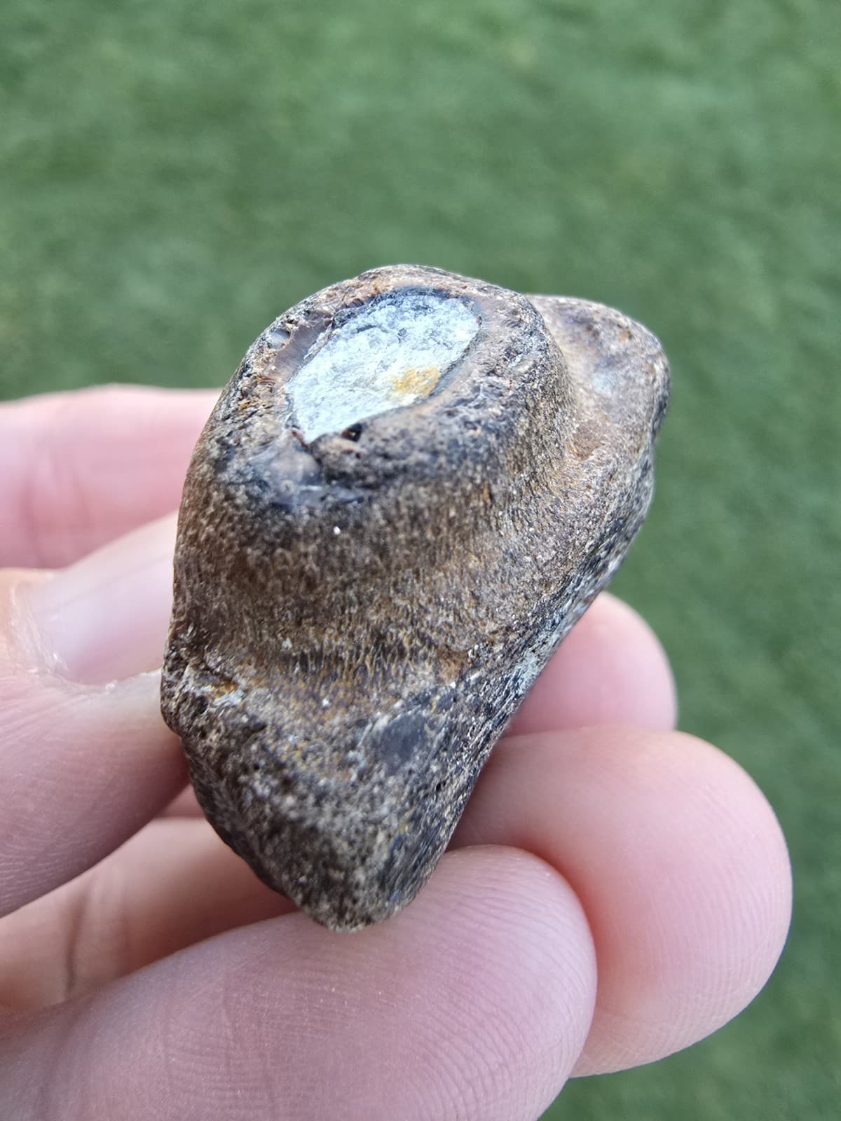 Mosasaur Dentary Jaw Section No Tooth  TX Jurassic Park Dinosaur Fossil