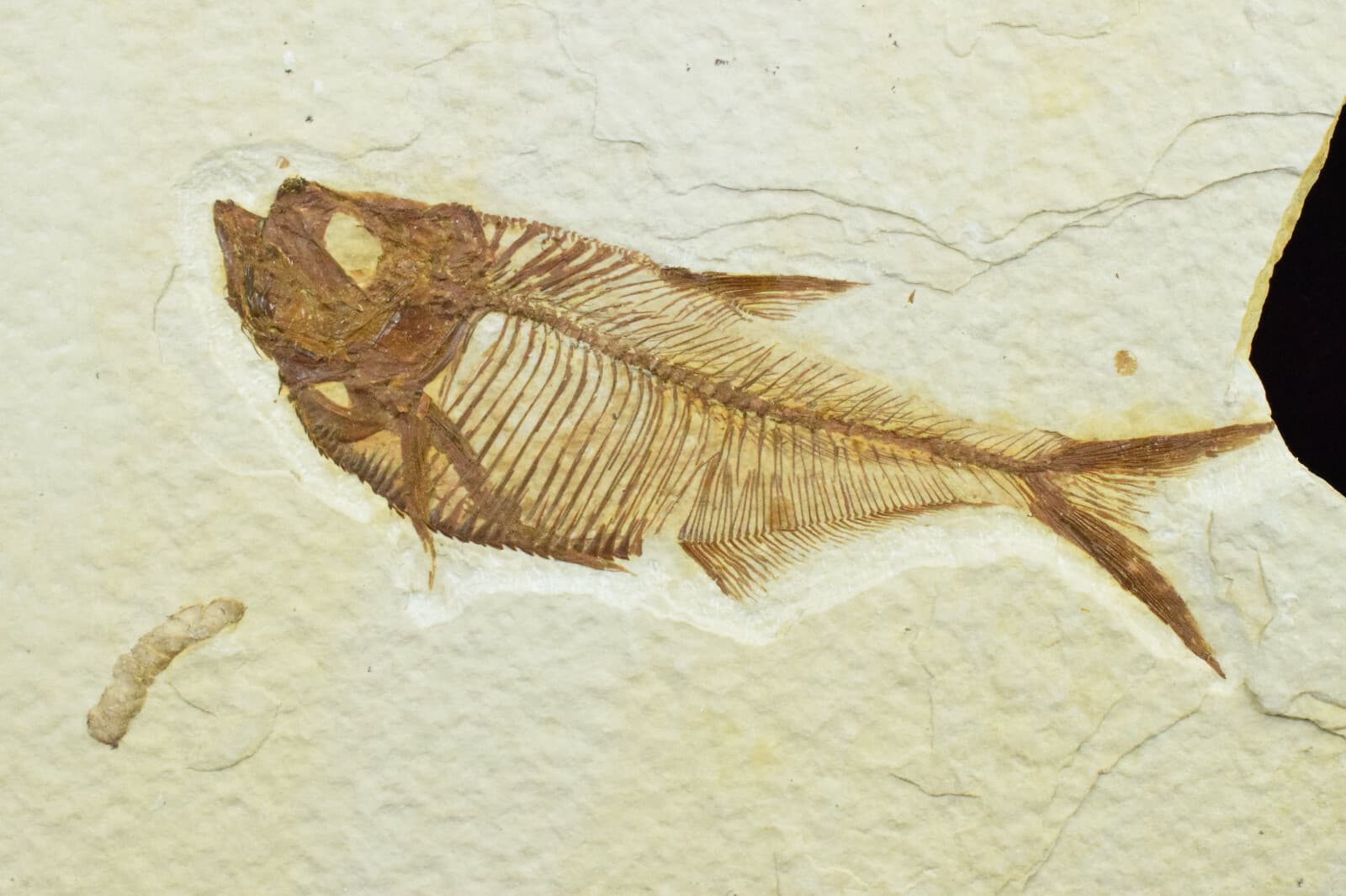 A Grade Diplomystus dentatus Fossil Fish Green River Formation Wyoming  2