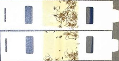 60 Trapper Monitor Bug Traps Non-Toxic Trapper Monitor and BugTrap TM2600  2