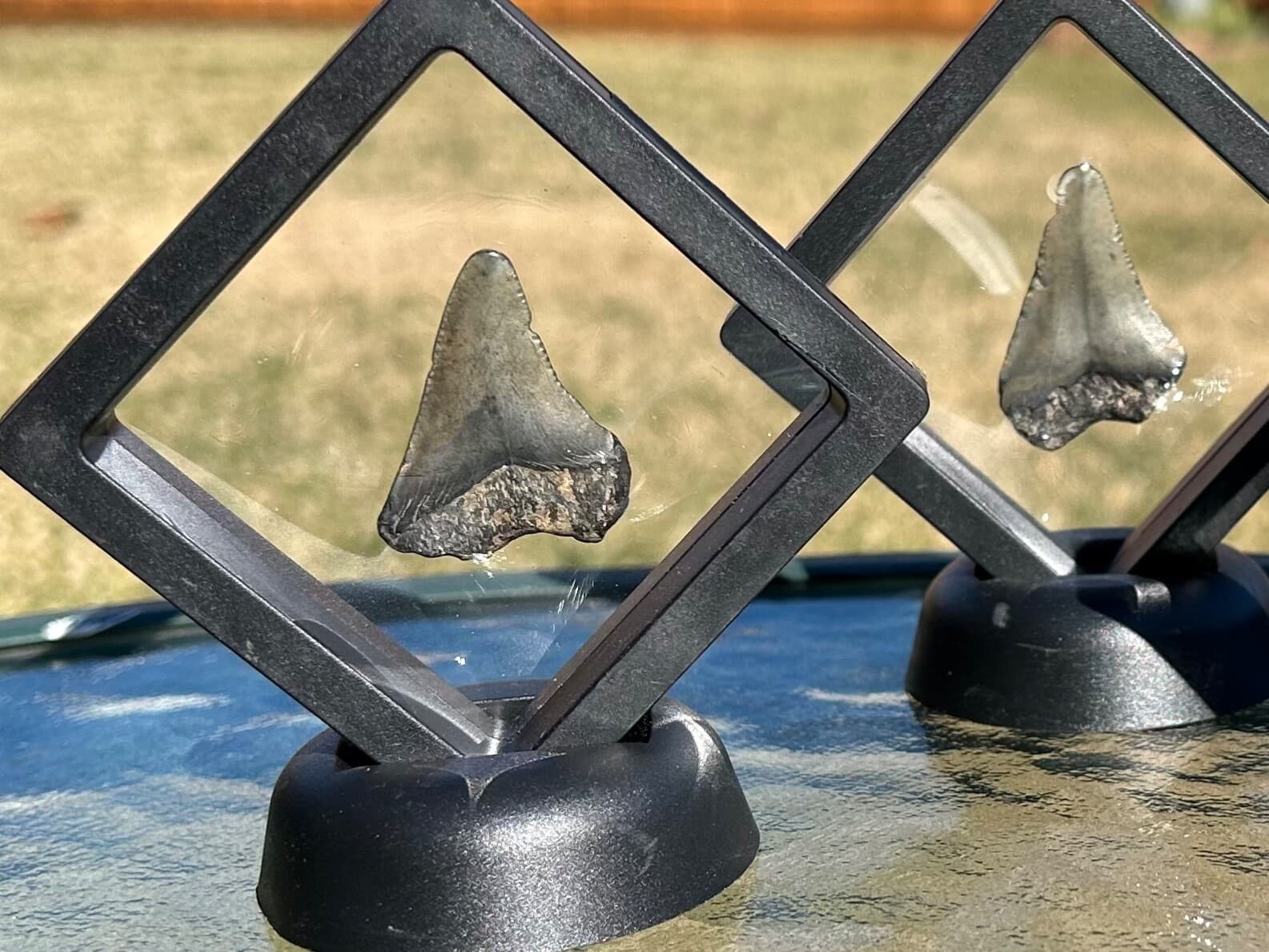 ONE Megalodon Shark Tooth Fossil in Floating Display Case South Carolina 6