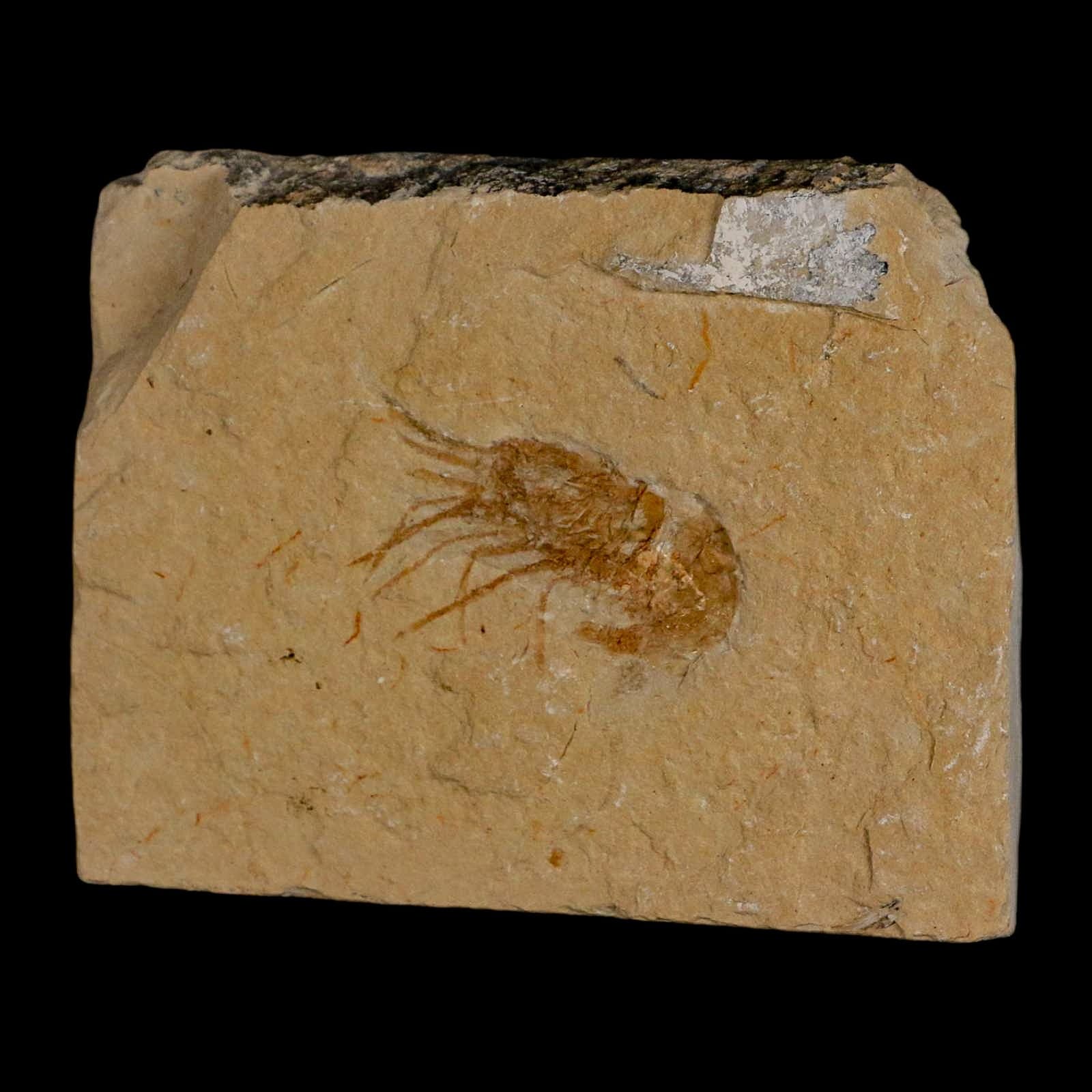 1.4" Fossil Shrimp Carpopenaeus Cretaceous Age 100 Mil Yrs Old Lebanon COA 5