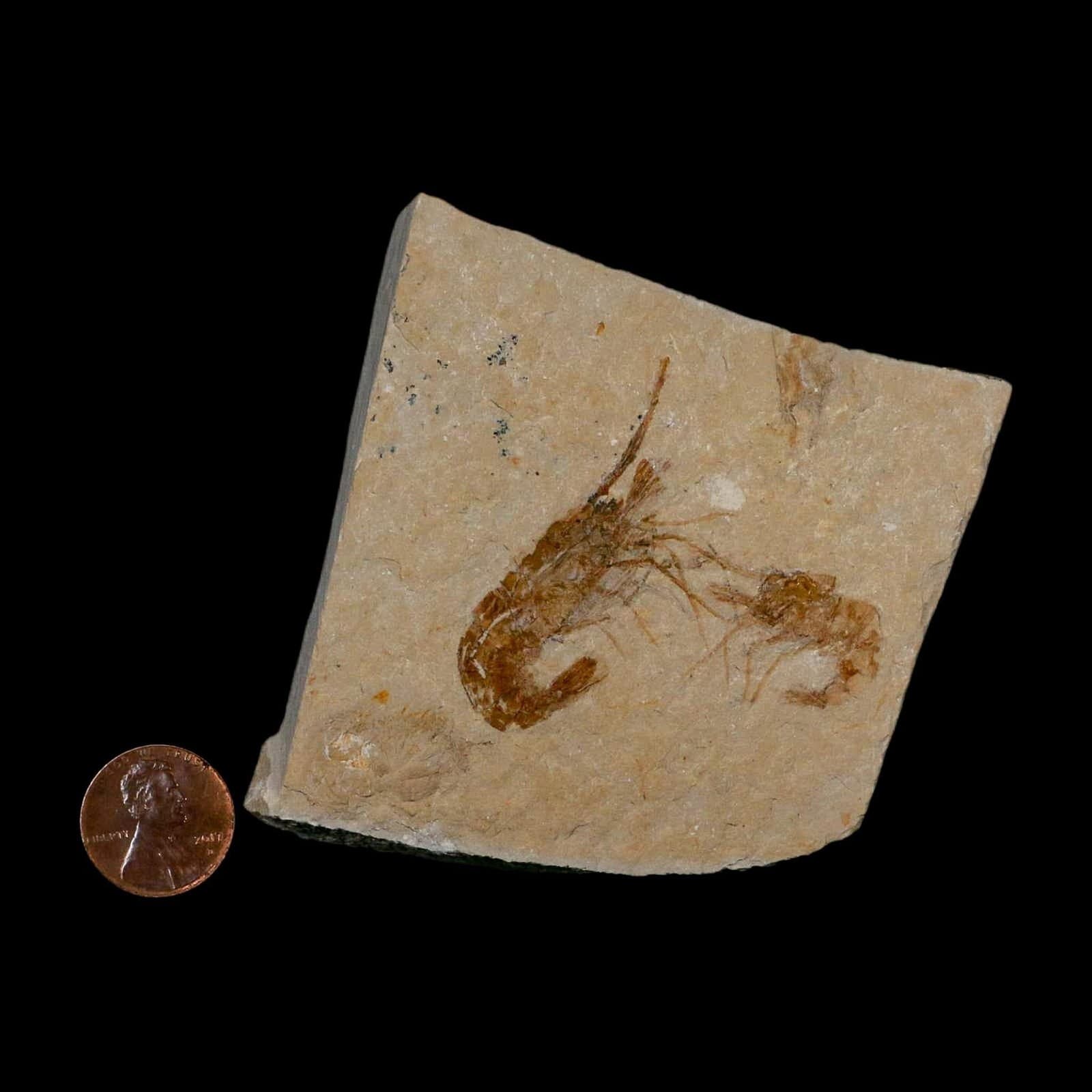 2 Two Fossil Shrimp Carpopenaeus Cretaceous Age 100 Mil Yrs Old Lebanon COA 3