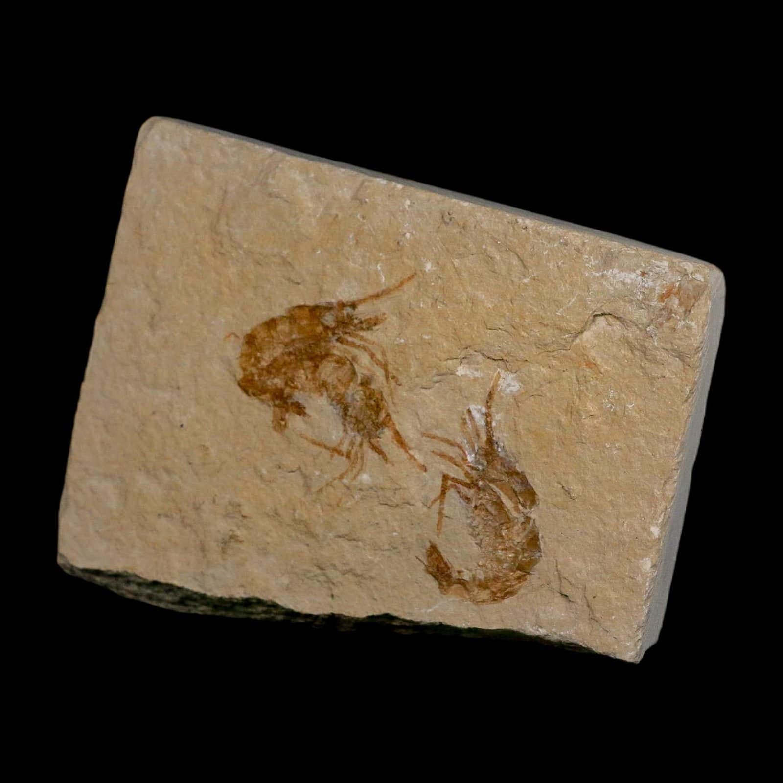 3 Three Fossil Shrimp Carpopenaeus Cretaceous Age 100 Mil Yrs Old Lebanon COA 5