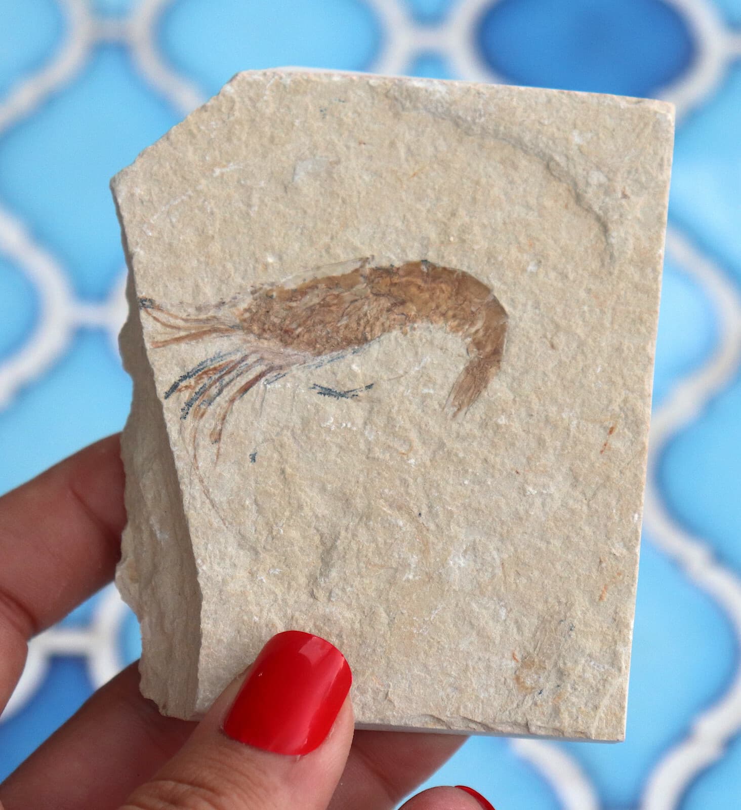 Fossil Shrimp Solnhofen Germany   Jurassic   Well Preserved History   8.2 Cm's 4
