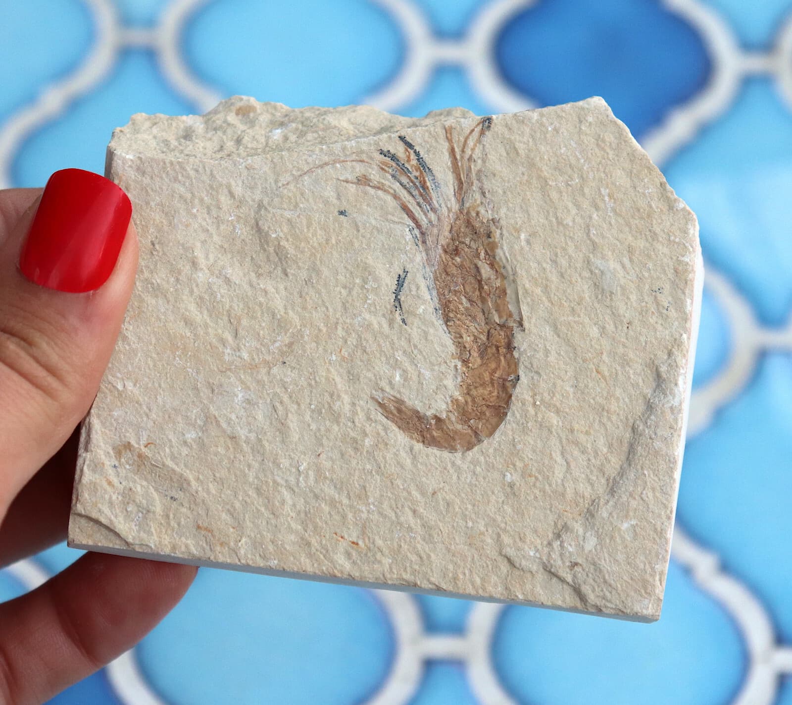 Fossil Shrimp Solnhofen Germany   Jurassic   Well Preserved History   8.2 Cm's 3