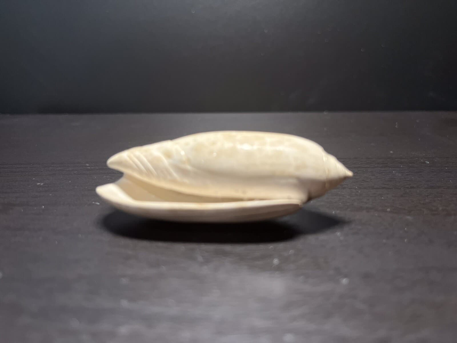 Fossil Olive Shell. Olividae Olivia Sayana. Lettered Olive Caloosahatchee Form 6