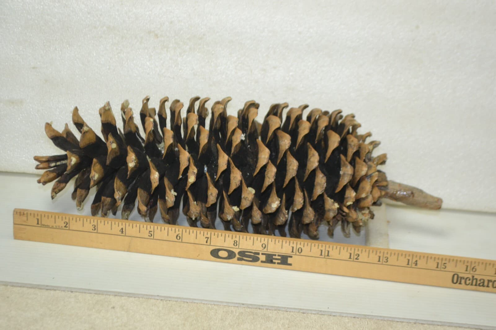 Large Pine Cones Northwest high cascades naturall pine cones 12-14" Lot of 3 4