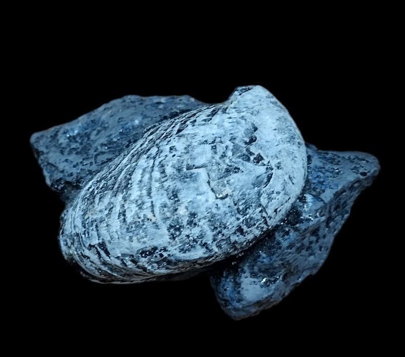 Crepidula  Fossil Replica ( Mid Miocene Mollusc)  Newportian Stage Astoria Fm.