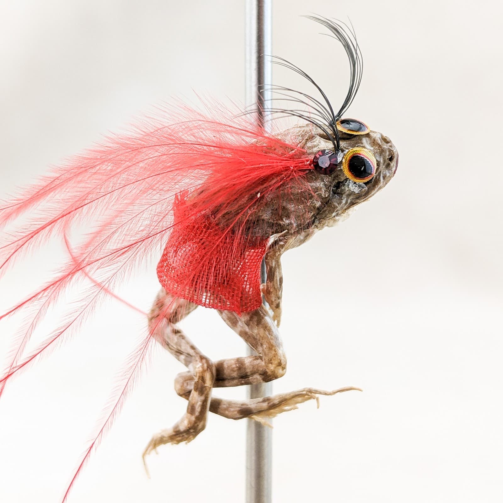 Stripper Leopard Frog Glass Dome Taxidermy Specimen Oddity Curiosities gift 2