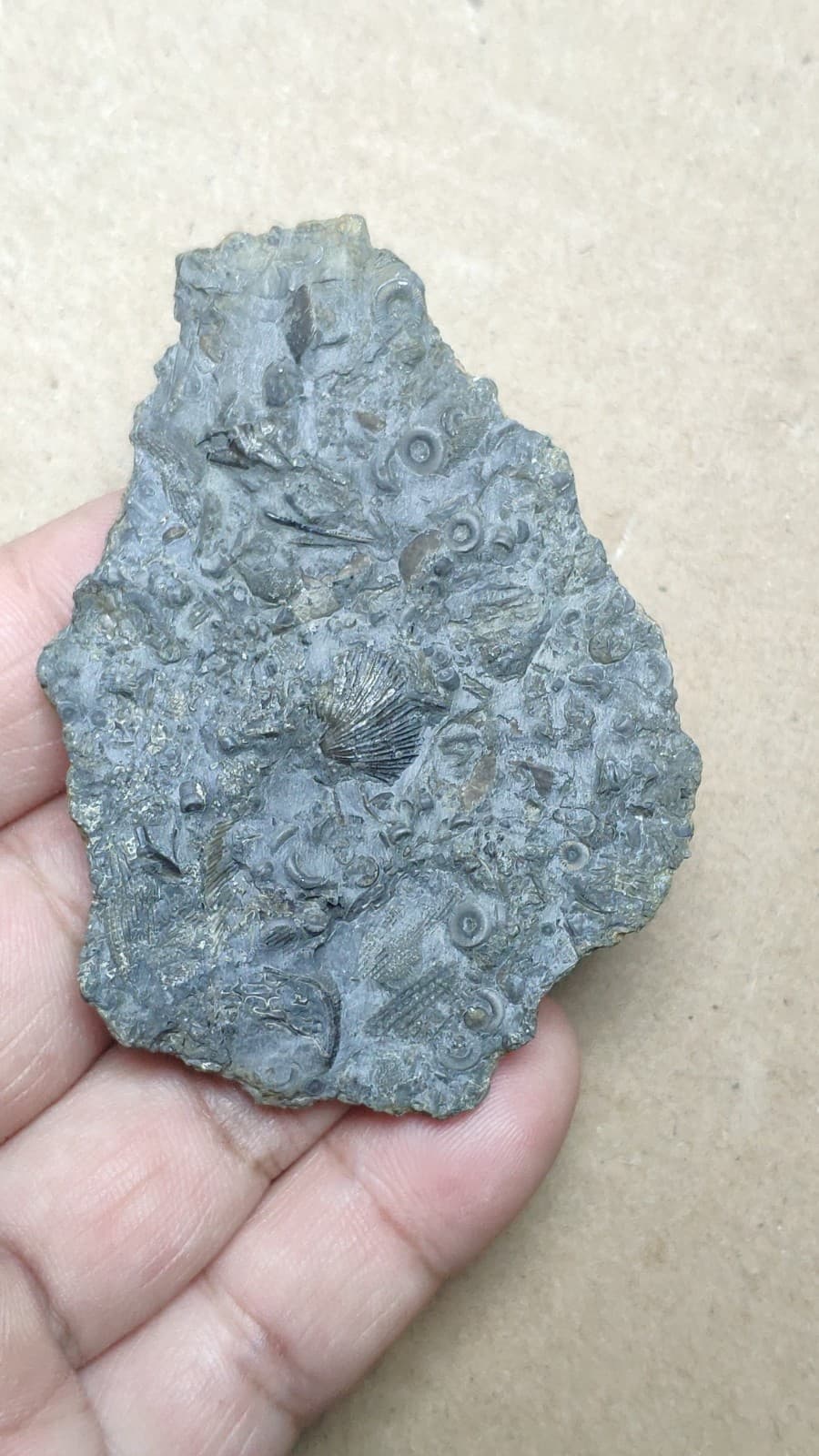 27g bryozoan Marine organisms Crinoid stem Shell specimen from Cambrian Period 6