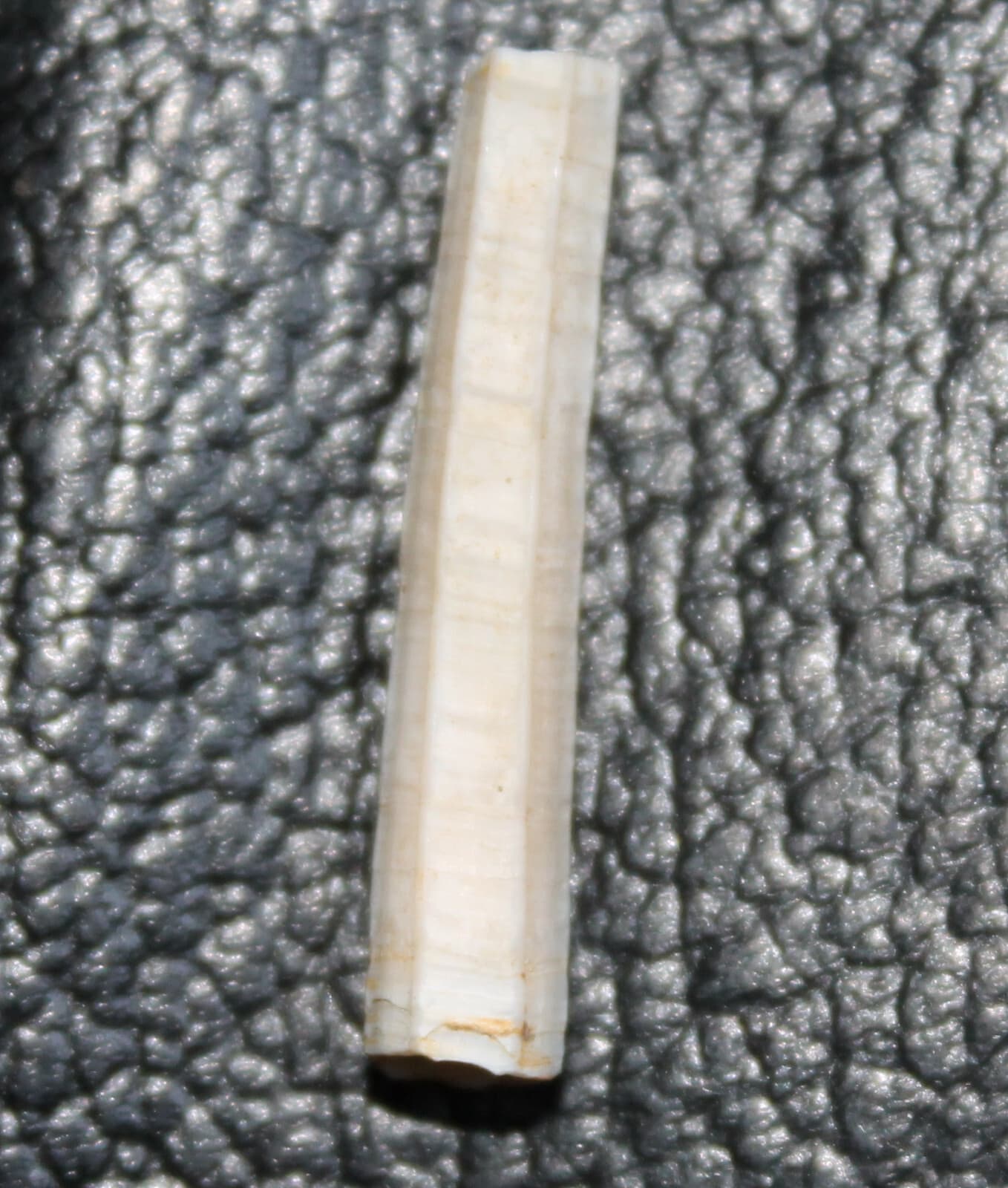 Dentalium passerinianum - Pliocene fossil scaphopod mollusk, fm. Dentaliidae